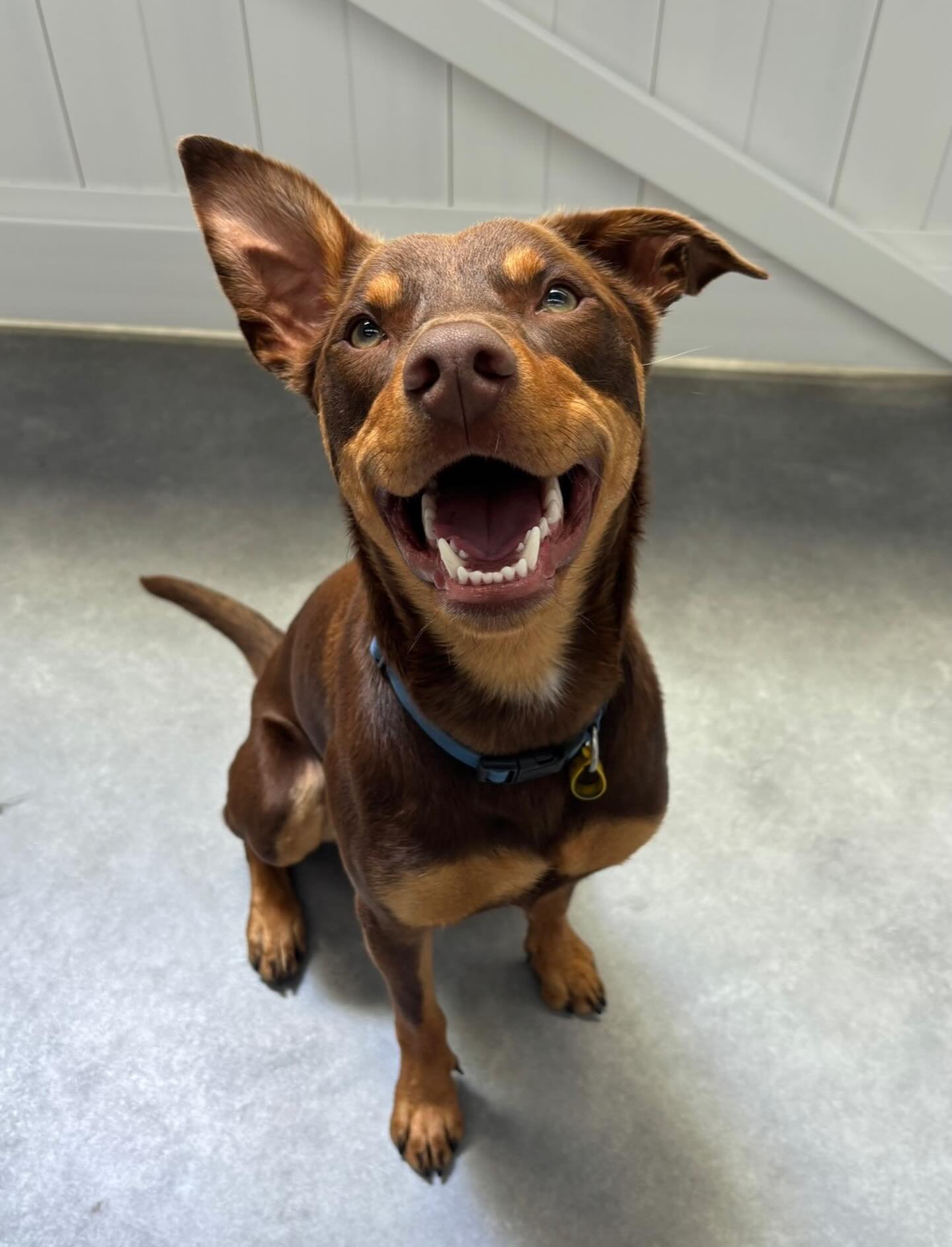 ✨I N T R O D U C I N G ✨

💚 OTTO 💚

Meet Otto the Kelpie! This bundle of energy had his second day of daycare today. He has gotten on great with the Friday crew and is having the best time playing with his new besties Edo and Atari!

Welcome Otto! 