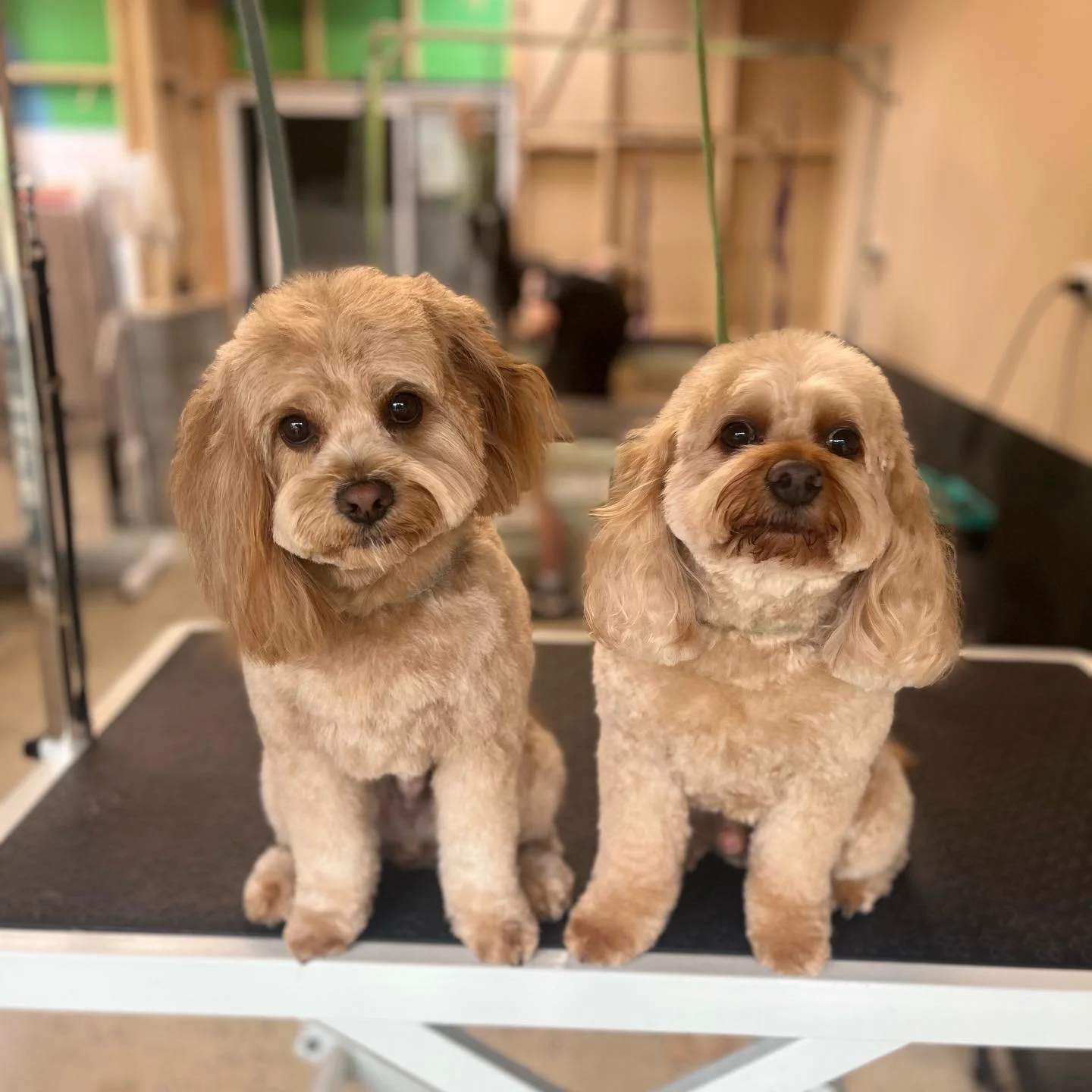 Birthday boy Merv with his little brother Bailey! 💜🥳

✂️ Ros and Imogen 

#wagtimeco #wagtimecamberwell #wagtimeau