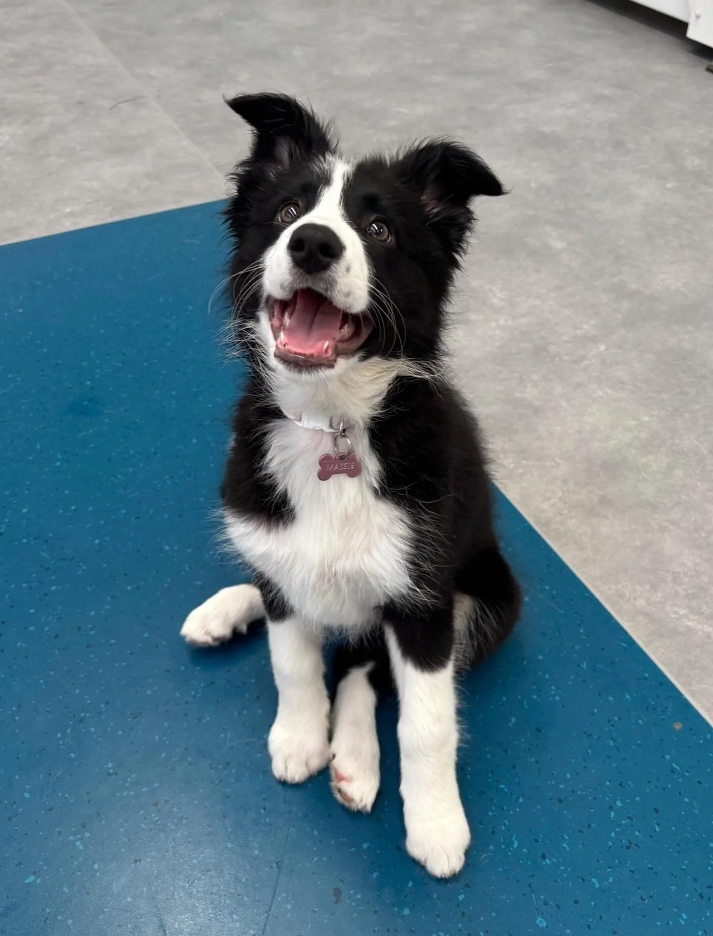✨I N T R O D U C I N G ✨

💚 Maisie 💚

This sweet Border Collie pup has just joined our Monday crew! Maisie has been doing so well making new friends, and so far her bestie is Hirdy! They are having a blast playing together!

Welcome Maisie! 🐾