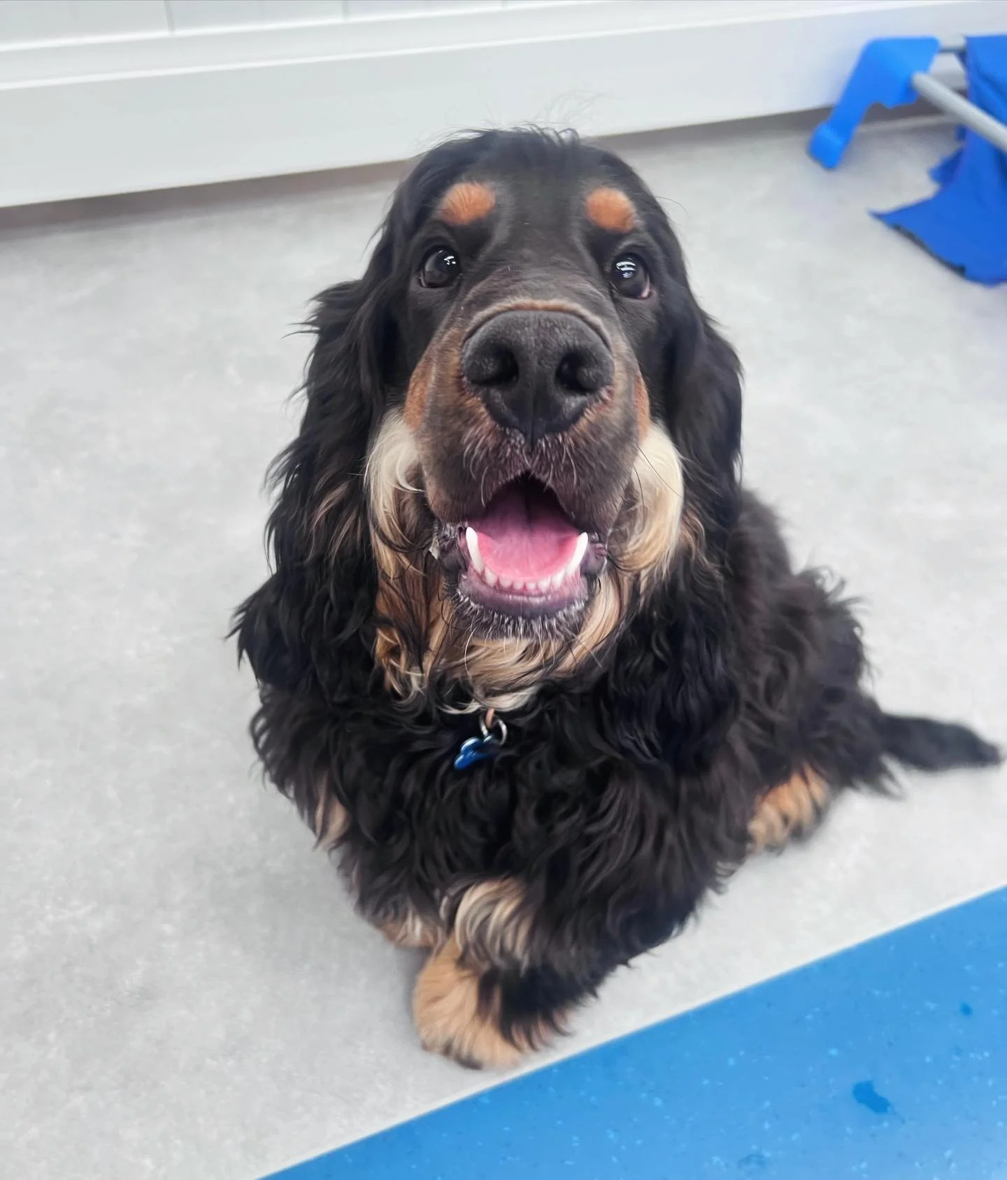✨I N T R O D U C I N G ✨

💚 PADDY 💚

This little Cocker Spaniel pup started with us on Tuesdays! He&rsquo;s settled in so well and has made great friends with George and Louis! We can&rsquo;t wait to watch you grow up with us!

Welcome Paddy! 🐾
