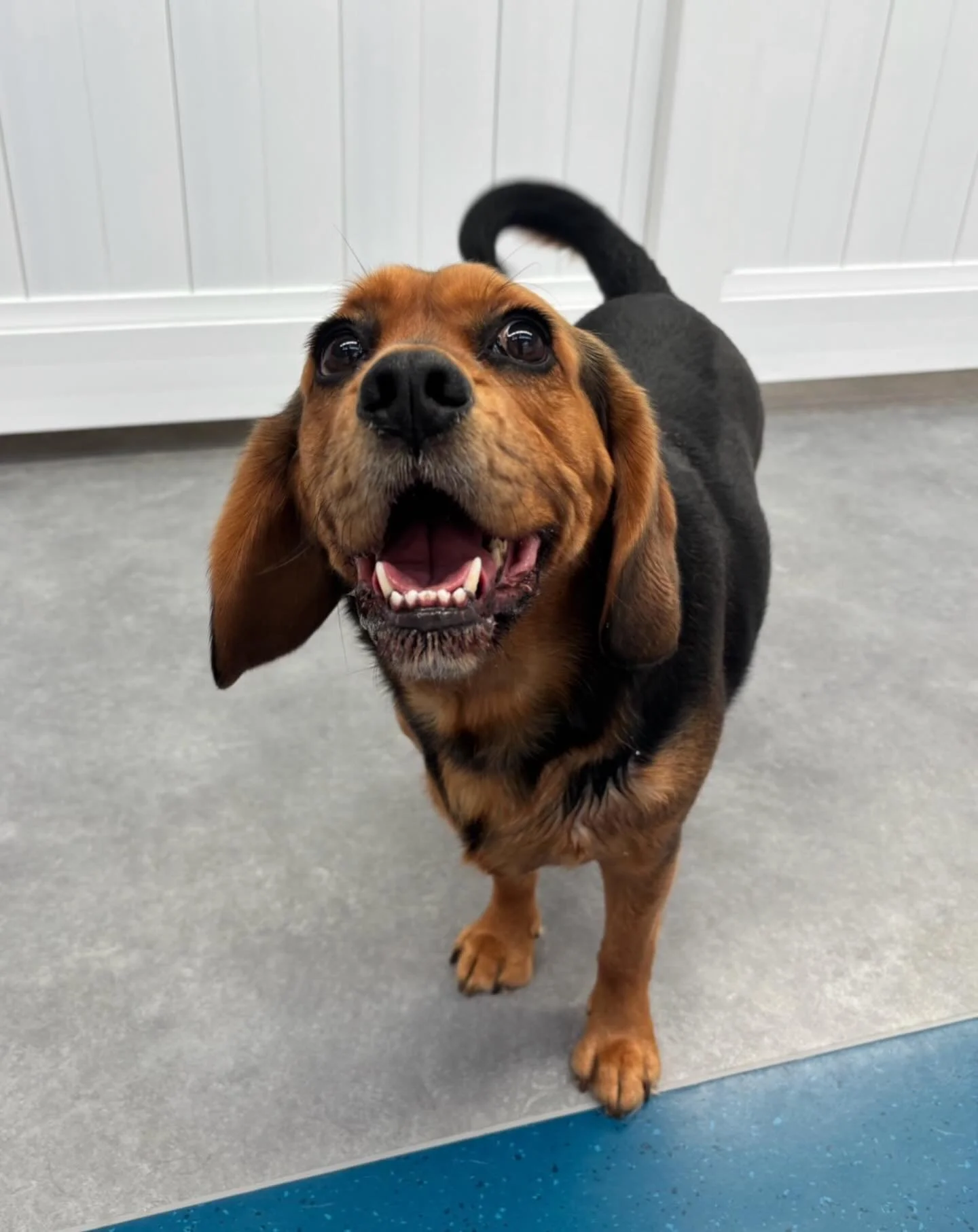 ✨I N T R O D U C I N G ✨

💚 RUFUS 💚

Our latest addition to the Friday crew is Beaglier Rufus! Rufus had his second day today and was keen to see all of his new friends again! He always has the biggest smile on his face and we look forward to seein