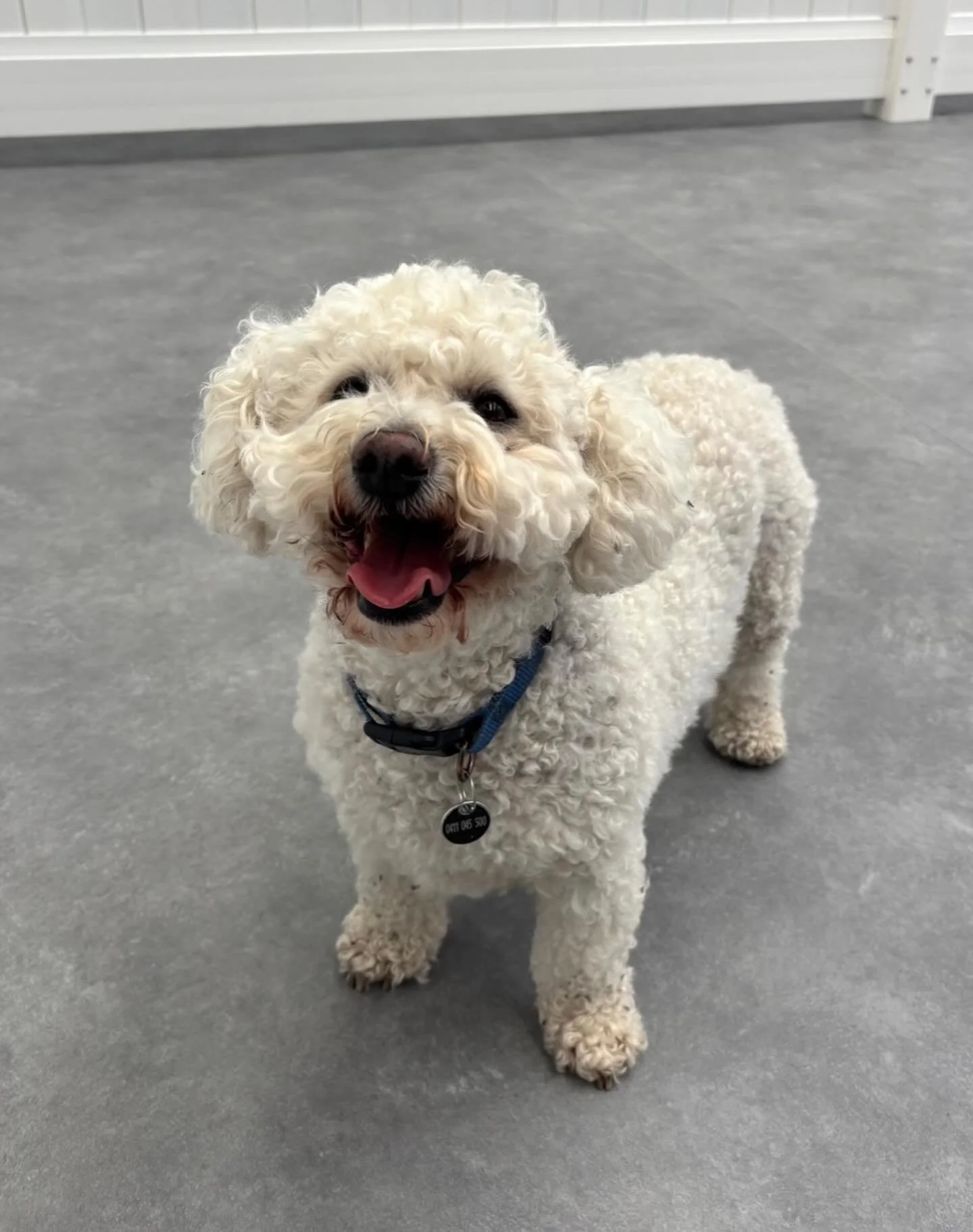 ✨I N T R O D U C I N G ✨

💚 MISCHIEF 💚

Our latest Monday friend is Mischief! This handsome boy has fit in with the Monday crew so well, and he loves to have a run around the pen with Hirdy!

Welcome Mischief! 🐾