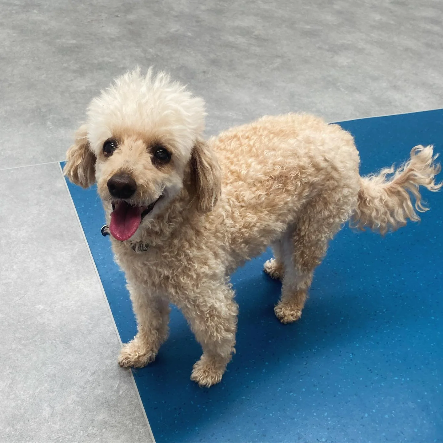 ✨I N T R O D U C I N G ✨

💚 HUGO 💚

Hugo is one of our latest editions to the Tuesday crew. With each week his confidence is growing and he has already made quick friends with Henry and Huey!
 
Welcome Hugo! 🐾