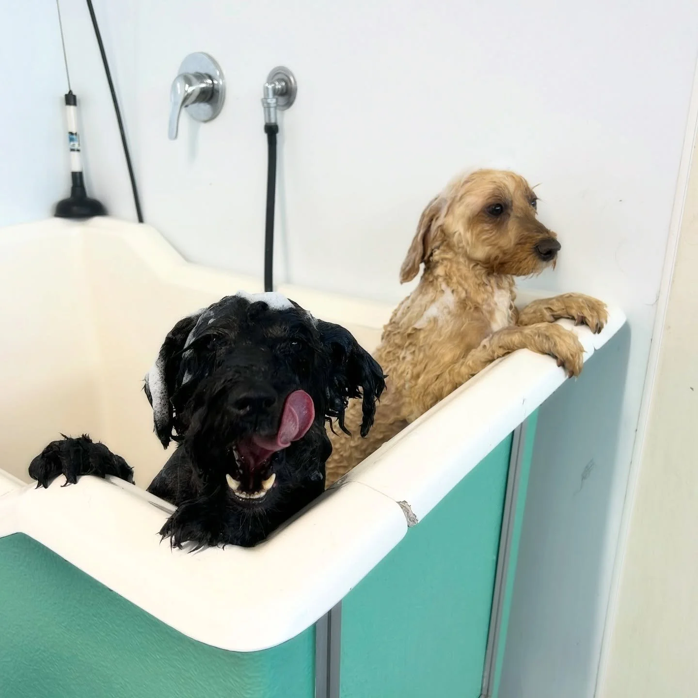 Happy New Year 🥳 
The Wagtime crew are back in action!