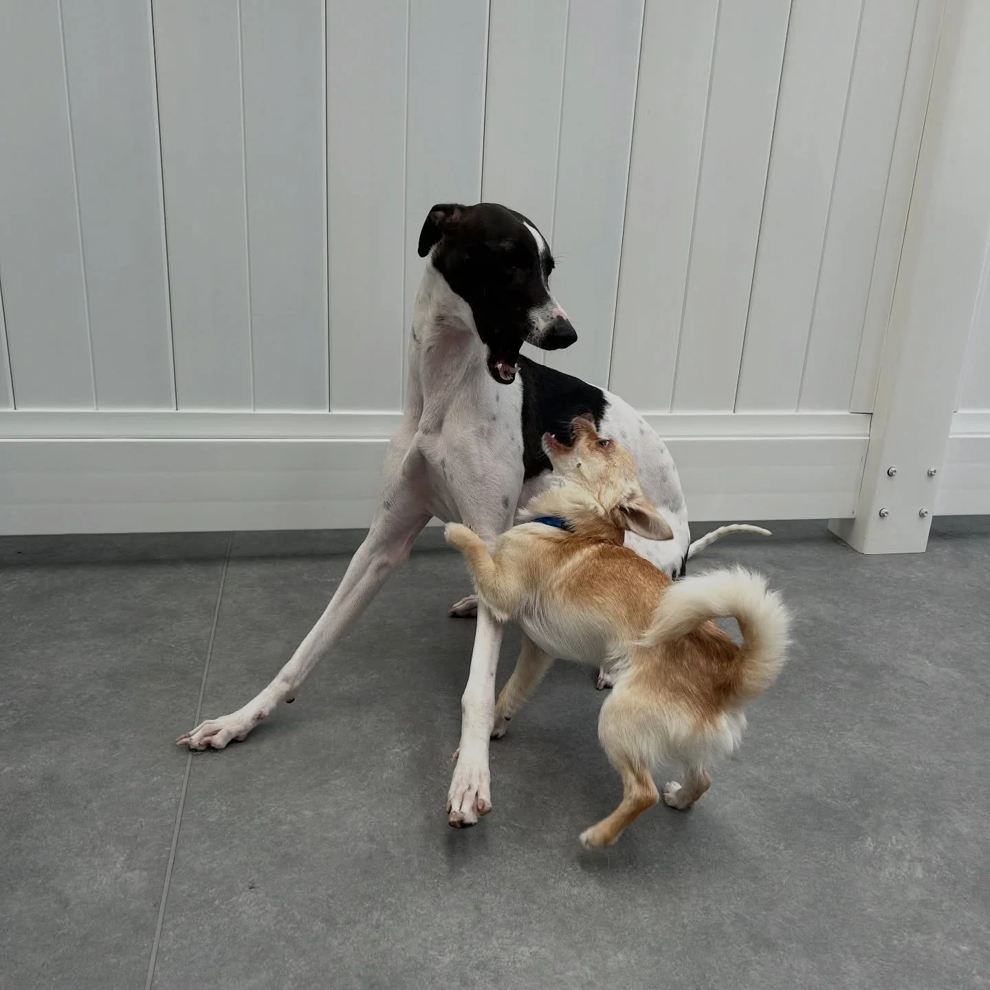 Friends comes in all shapes &amp; sizes 🐾💚