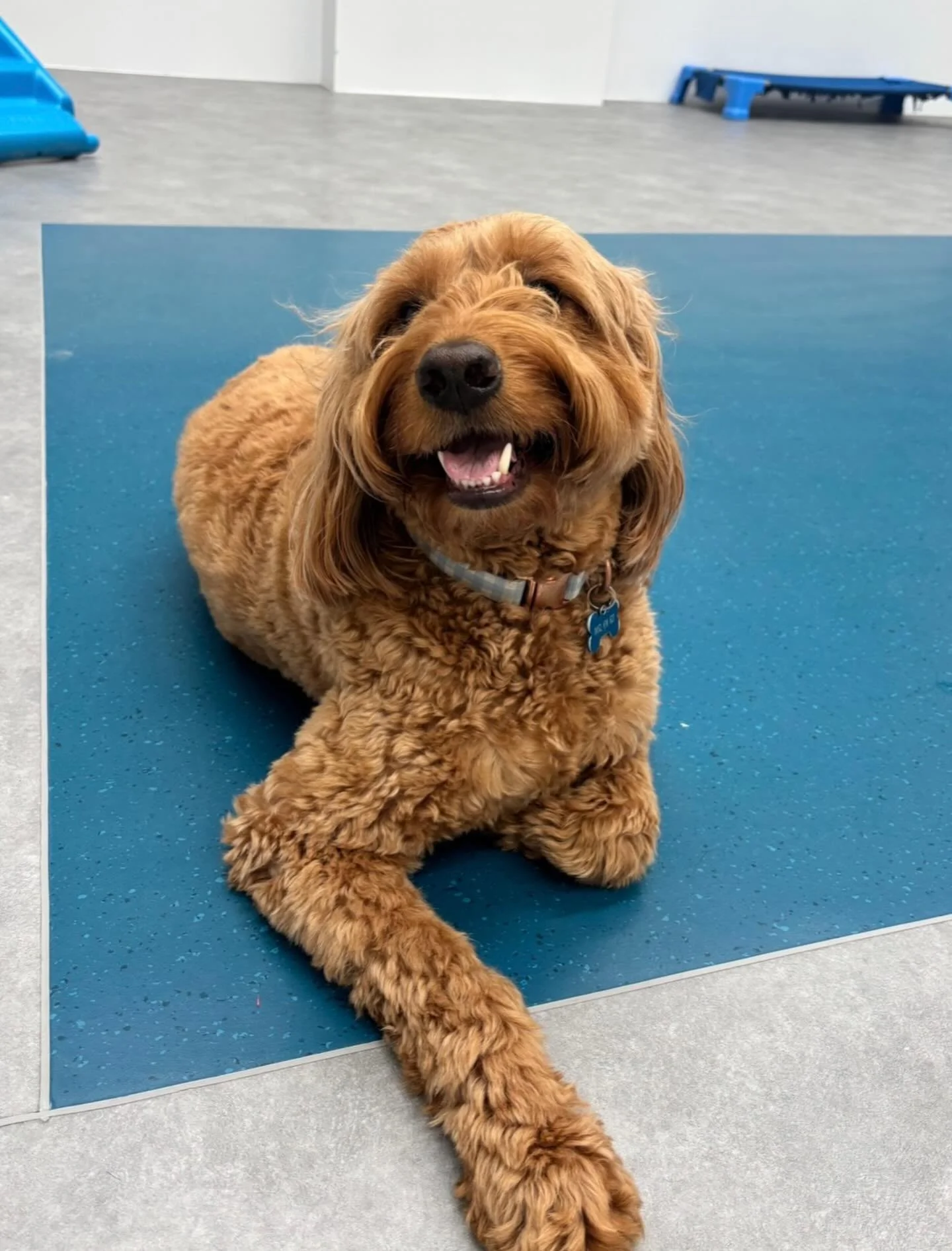 ✨I N T R O D U C I N G ✨

💚 NEVYN 💚

This gorgeous boy is our newest friend to join the Friday crew! Nevyn has such a sweet personality, and after just two weeks we are already so impressed with how he is adjusting into the daycare routine! We look