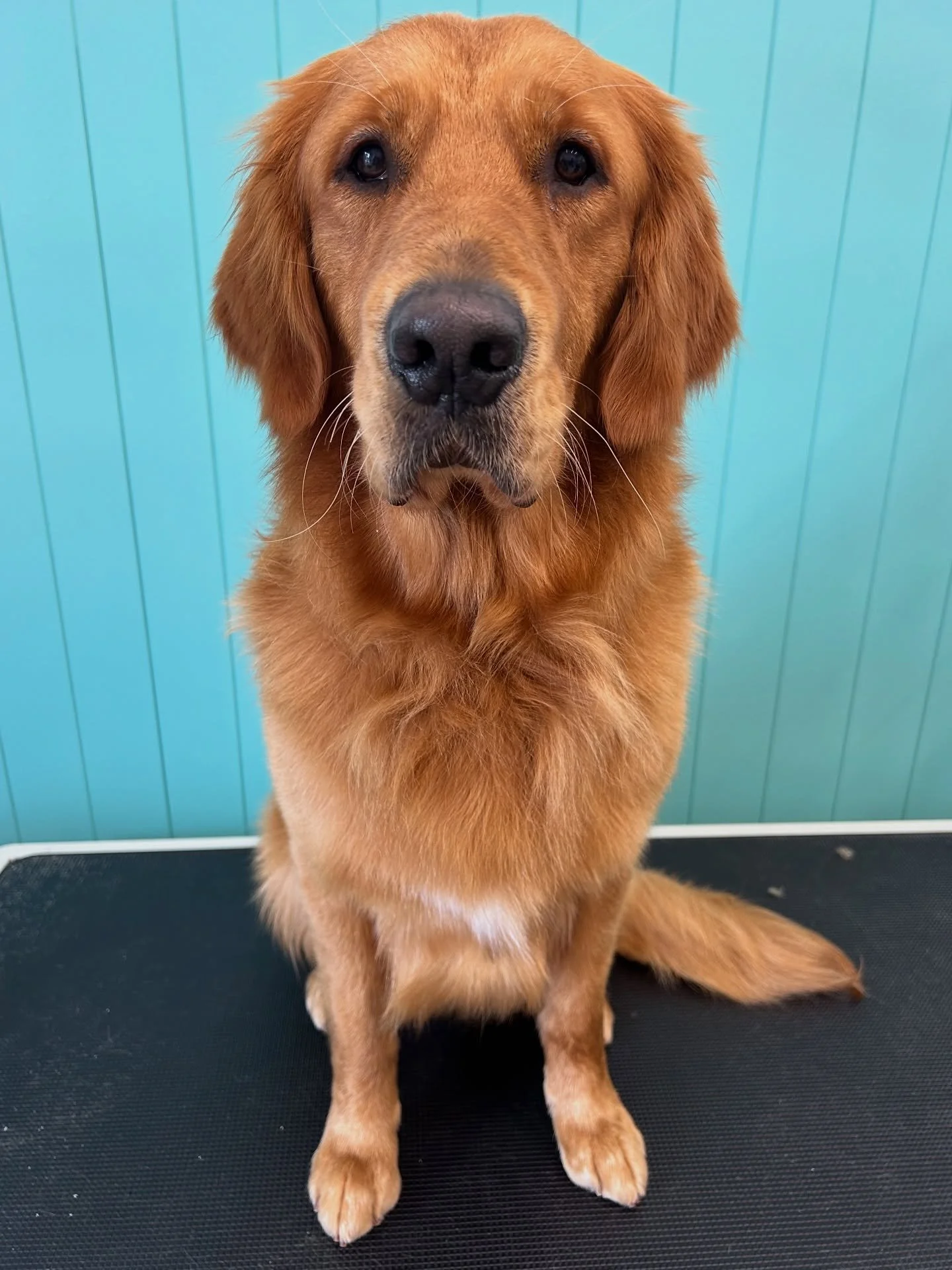 Leo 💙

✂️ Groom by Aedie