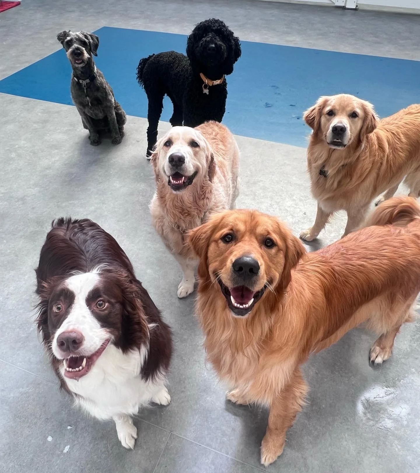 Getting the band back together 🐾🐶🐕 

@bentley.n.23