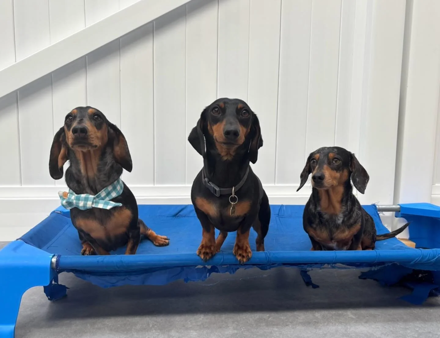 The 3 Musketeers reporting for duty 🐶⚔️

@poirot_dachshund_melbourne