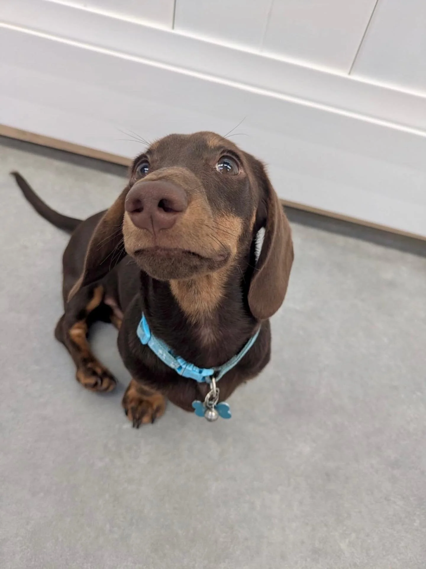 ✨I N T R O D U C I N G ✨

💚 MAXIE 💚

This adorable little Dachsund pup has recently joined our Monday and Wednesday group! He may be small but gosh does he bring a bunch of energy and fun to the table! He&rsquo;s made quick friends with Charlie and