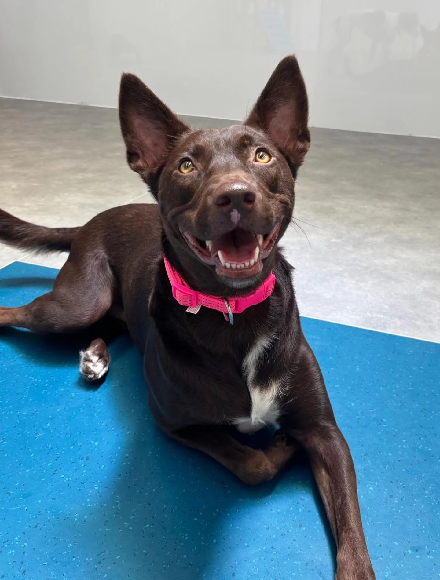 ✨I N T R O D U C I N G ✨

💚 ZARAH 💚

Meet our newest Friday friend Zarah! Today was her second week with us, and she came back excited and ready to see her friends again! We look forward to seeing more of her bubbly personality come out each week!
