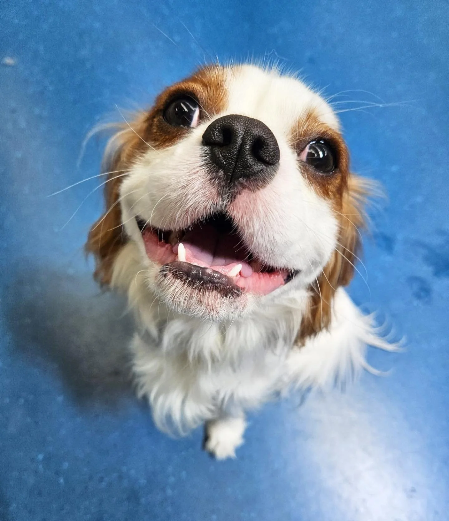 ✨I N T R O D U C I N G ✨

💚 CHARLIE 💚

This little Cav pup joined the Monday crew a few weeks ago and has brought nothing but big smiles and fun times! He&rsquo;s made quick friends with Maxie (started on the same day!) and Bella! We can&rsquo;t wa