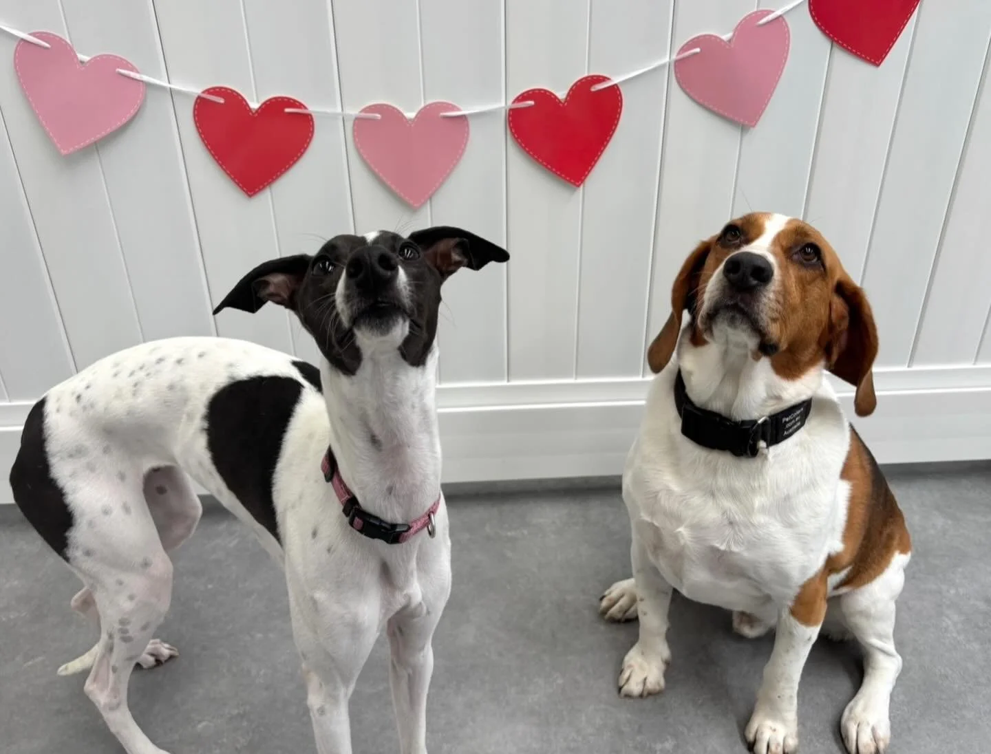 Happy Valentine&rsquo;s Day from Juni, Ollie and the whole Wagtime Co. family! ❤️🥰💗