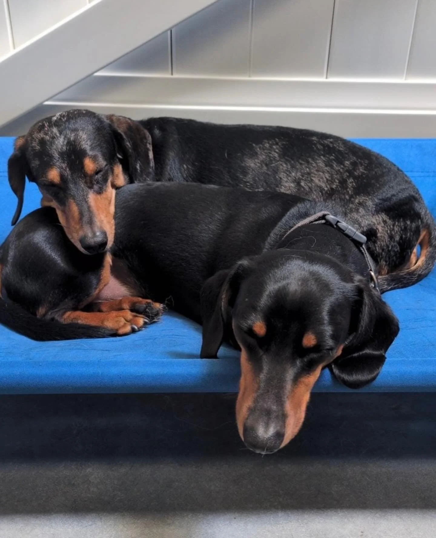 Sleepy sausages 😴🥰