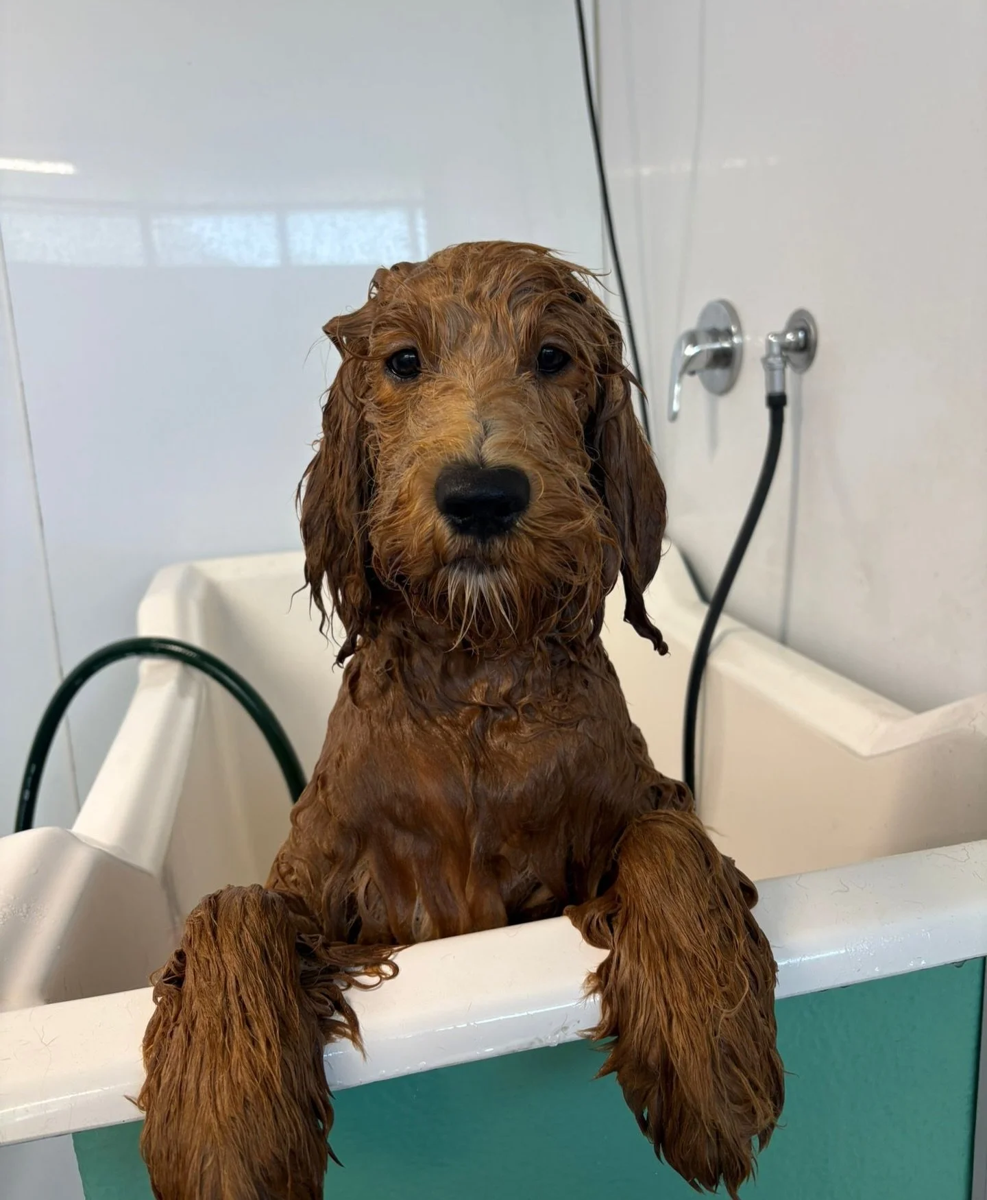 🫧 Scrub a Dub Dub, there a dog in the tub! 🛁