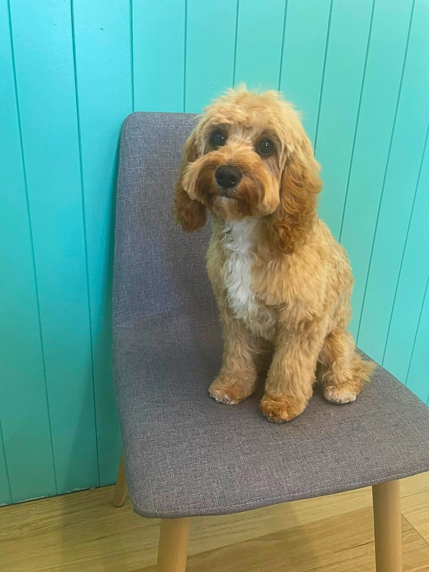 Maple 🍁 
First big girl haircut!

✂️Groom by Ros