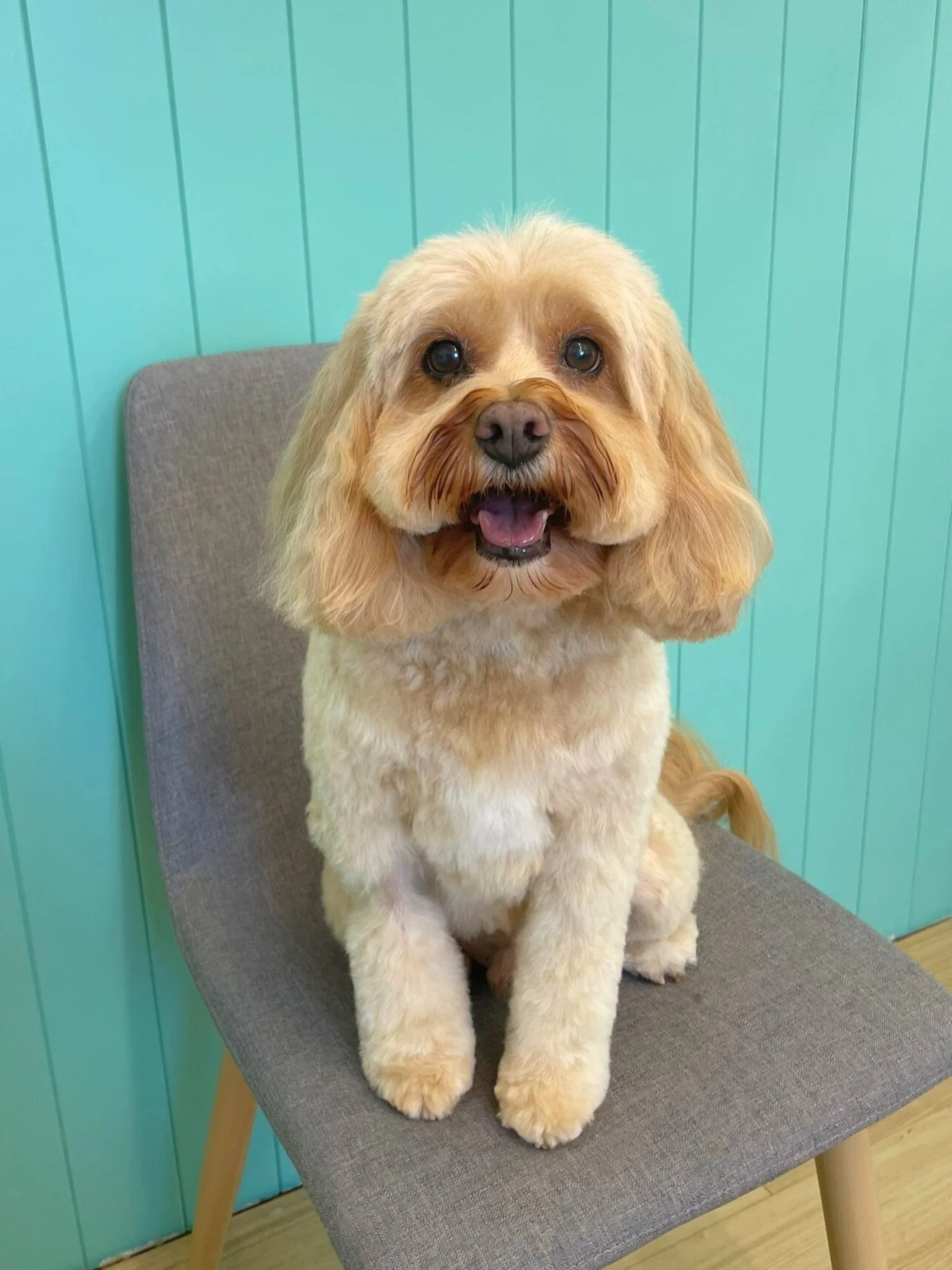 Corvo 💚

✂️ Groom by Ros