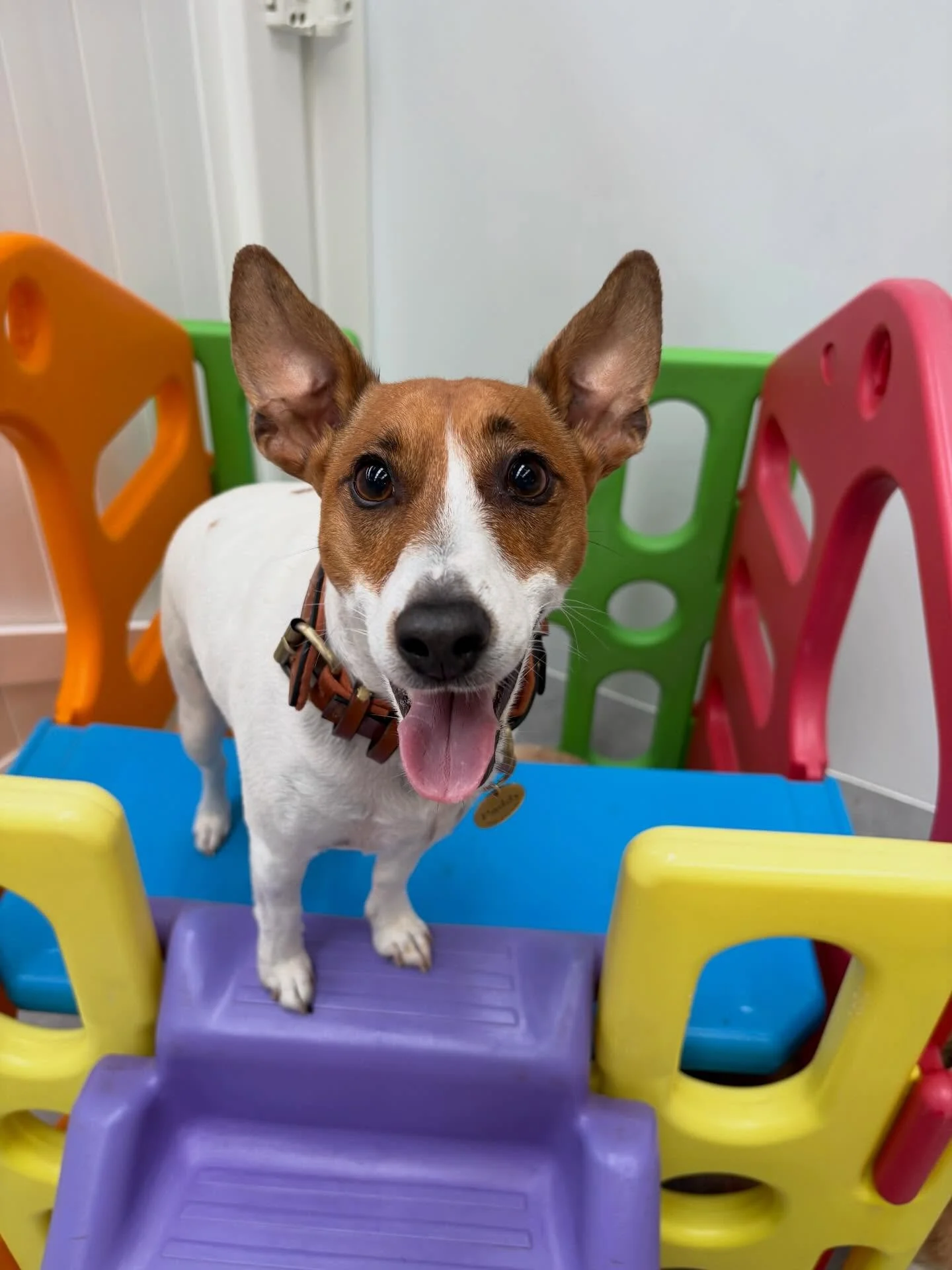 ✨I N T R O D U C I N G ✨

💚 PADDY 💚

This bouncy boy started with us a few Wednesdays ago and has fit in absolutely seamlessly. Full of tail wags and the sweetest nature, we&rsquo;re so happy to have him as part of our daycare crew!

Welcome Paddy!