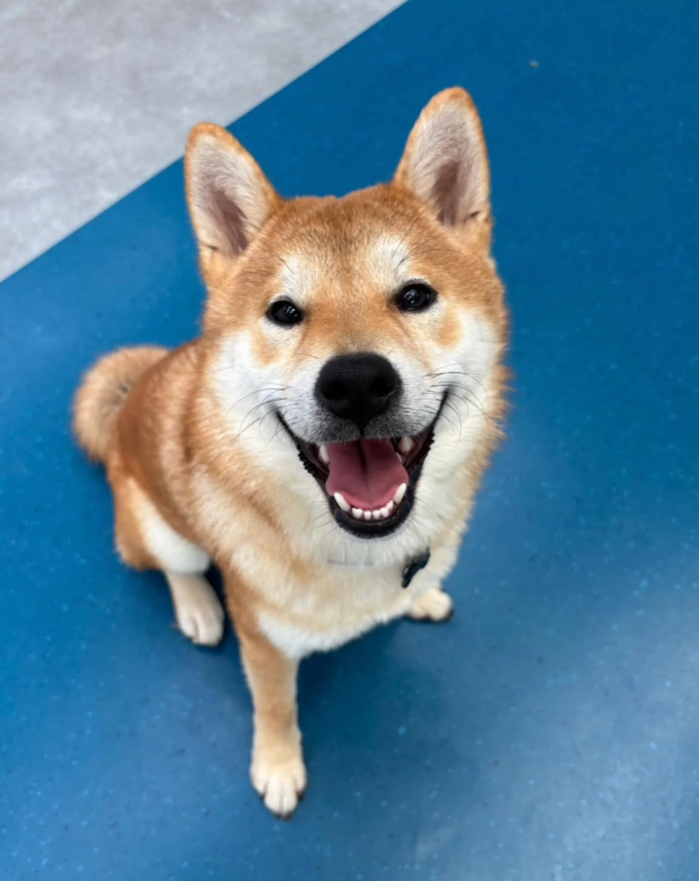 ✨I N T R O D U C I N G ✨

💚 KUMO 💚

Shiba Inu pup Kumo is our latest addition to the Friday crew! He has had an absolute blast making friends the past two weeks and settling into his new routine! His besties are George and Juni!

Welcome Kumo! 🐾