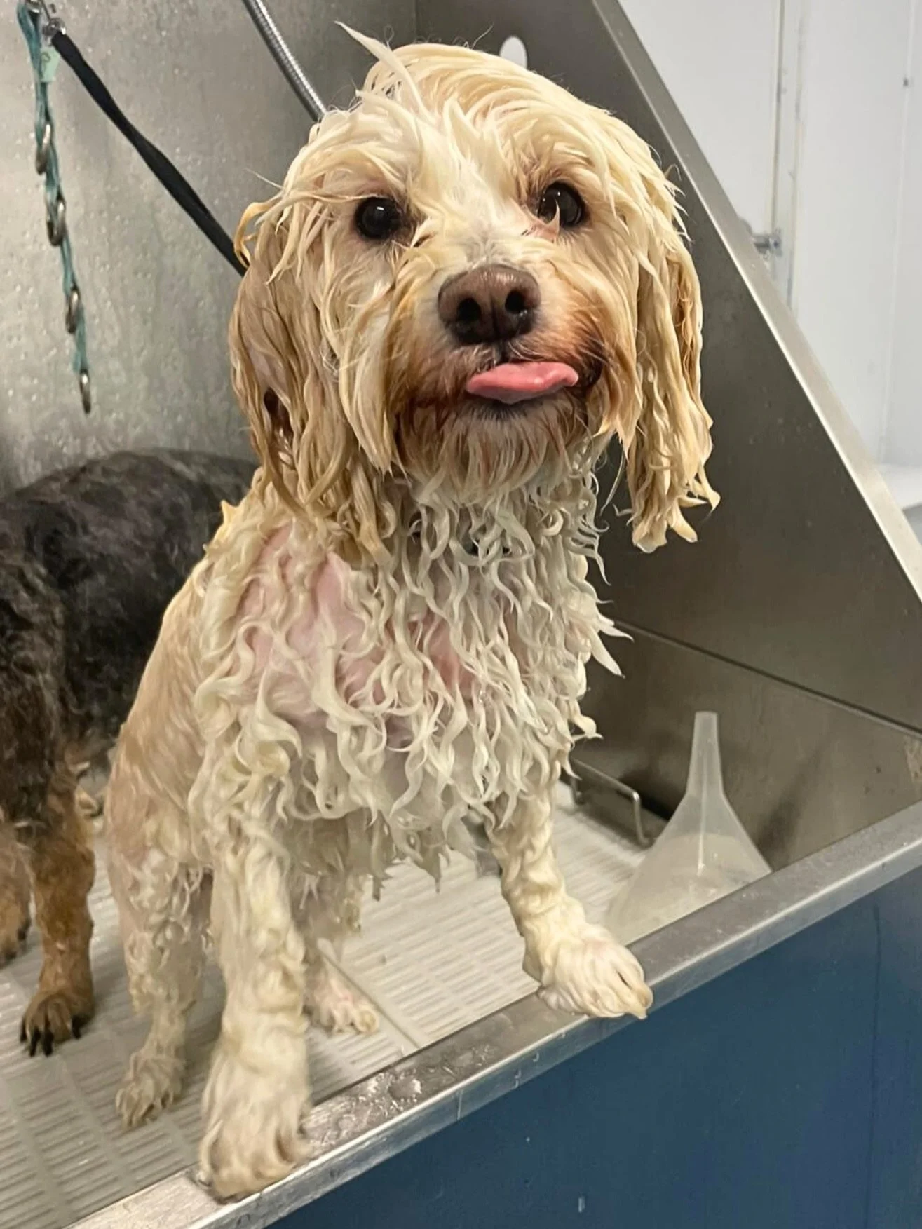 Tongue Out Tuesday 😜