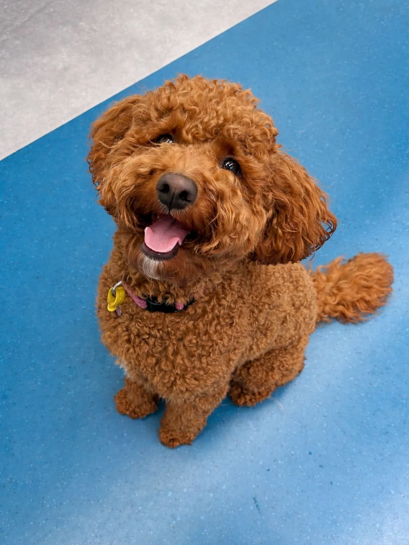 ✨I N T R O D U C I N G ✨

💚 HOLLY 💚

Holly recently joined our Wednesday crew, full of fun and fitting in like she&rsquo;s always been part of the pack. She&rsquo;s already teamed up with Harvey and Willow for playtime adventures! We love to see it