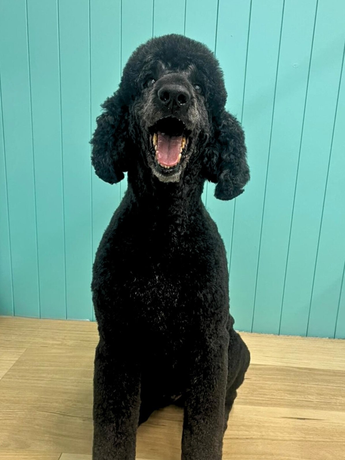 Teddy 💚 Big Smiles 

✂️ Groom by Imogen