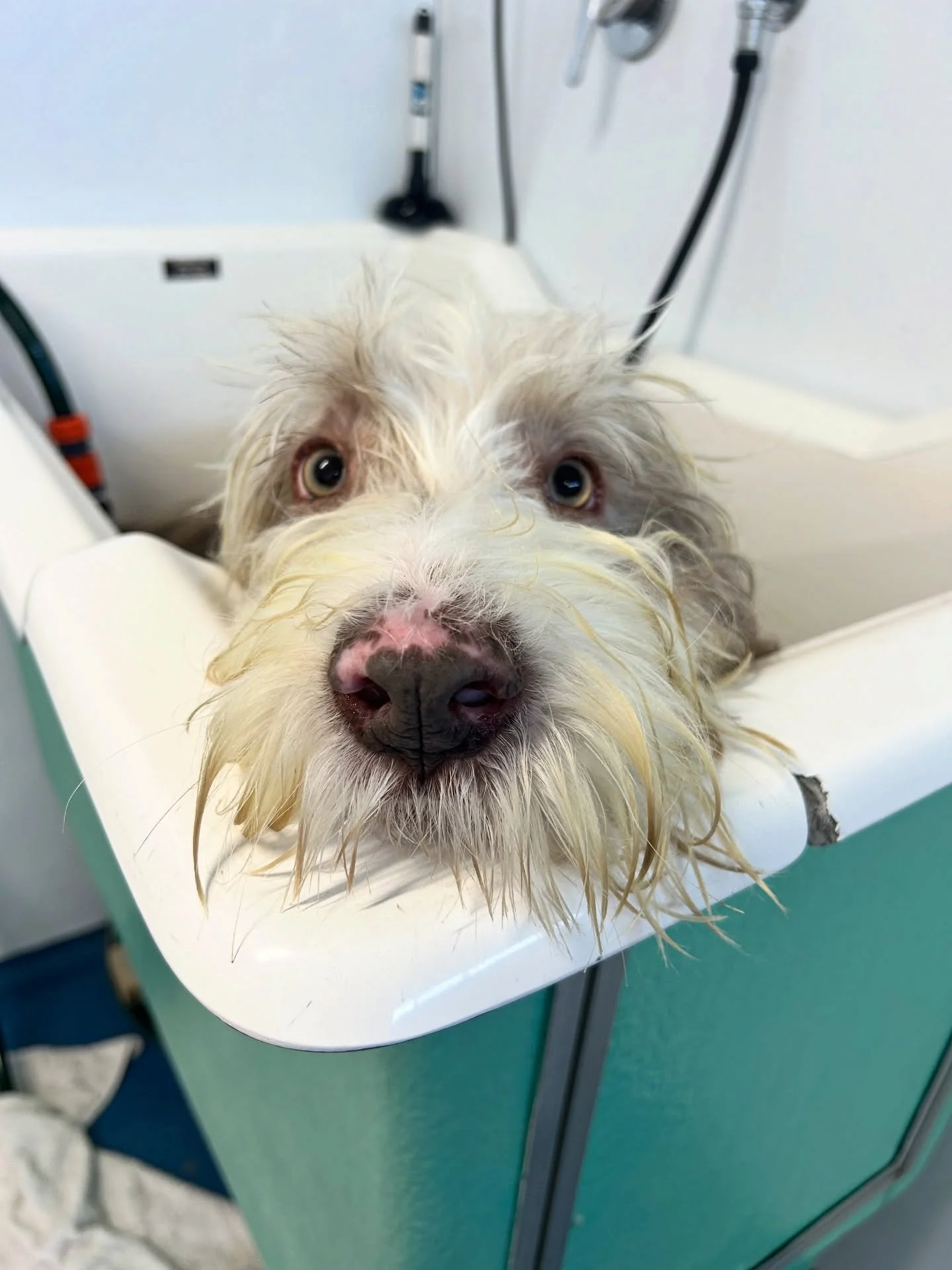 Puppy Dog Eyes in the Bath 😍