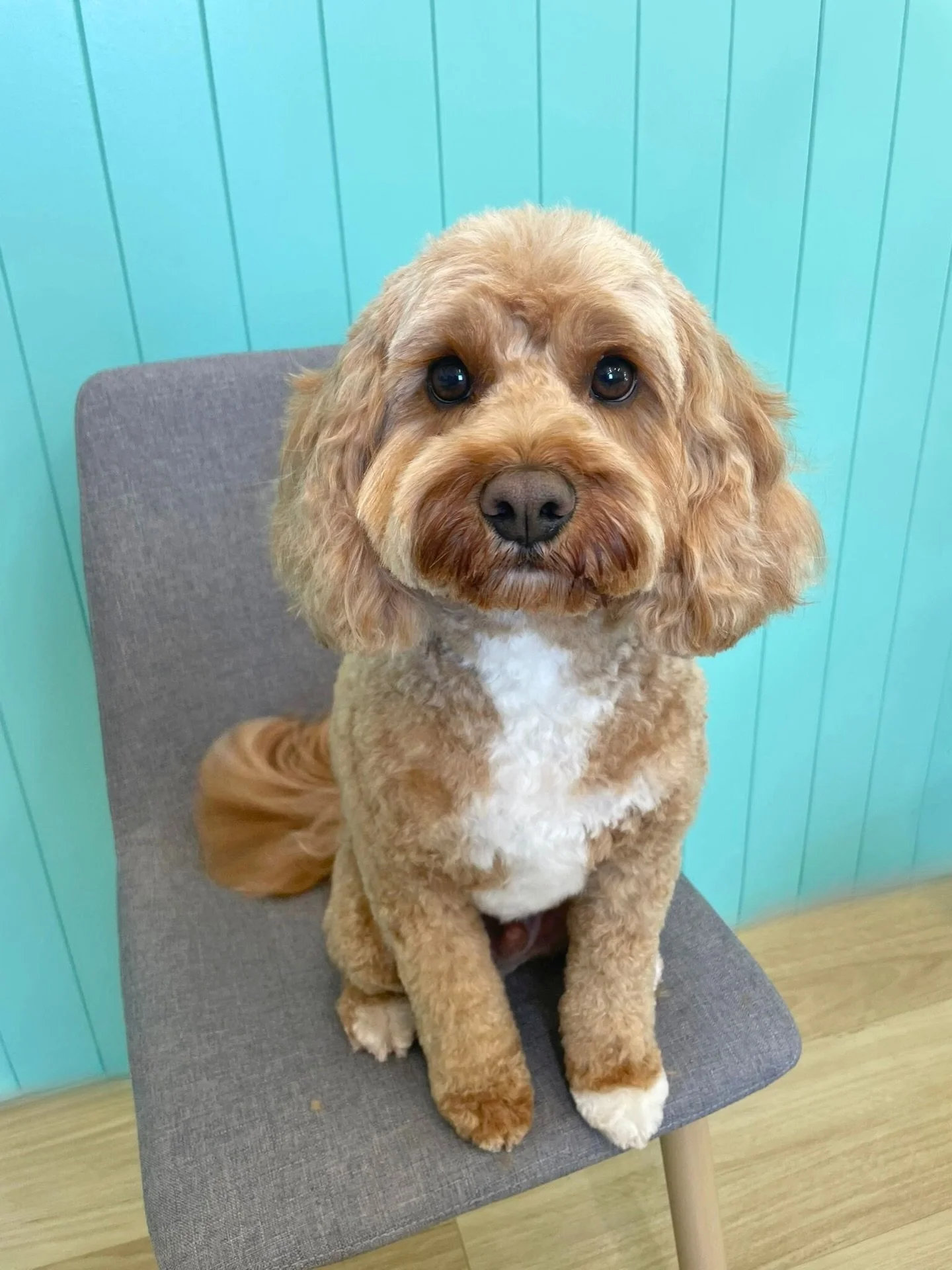 Otis 💚

✂️ Groom by Ros