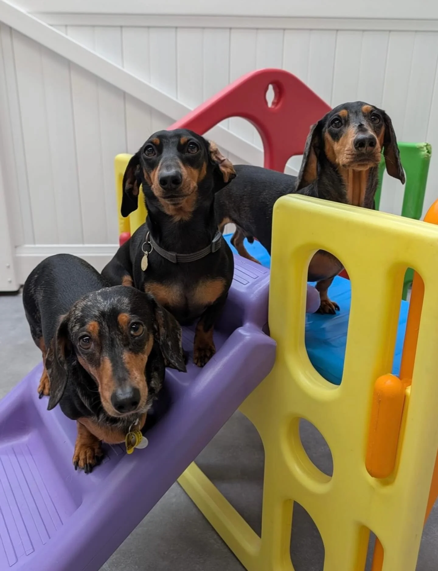 Small legs, big personalities! 🐾🥰

@poirot_dachshund_melbourne