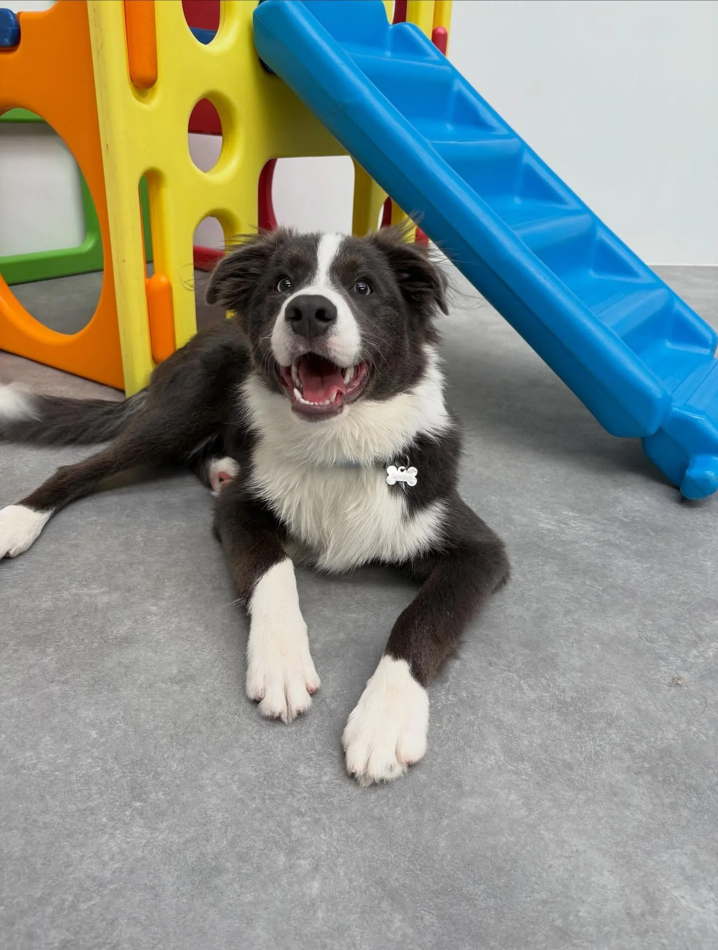✨I N T R O D U C I N G ✨

💚 STERLING 💚

This gorgeous blue-eyed Border Collie pup has bounced his way into daycare and straight into our hearts! Full of energy, super playful, but always a total gentleman 🐾
Already best mates with Edo, call us obs