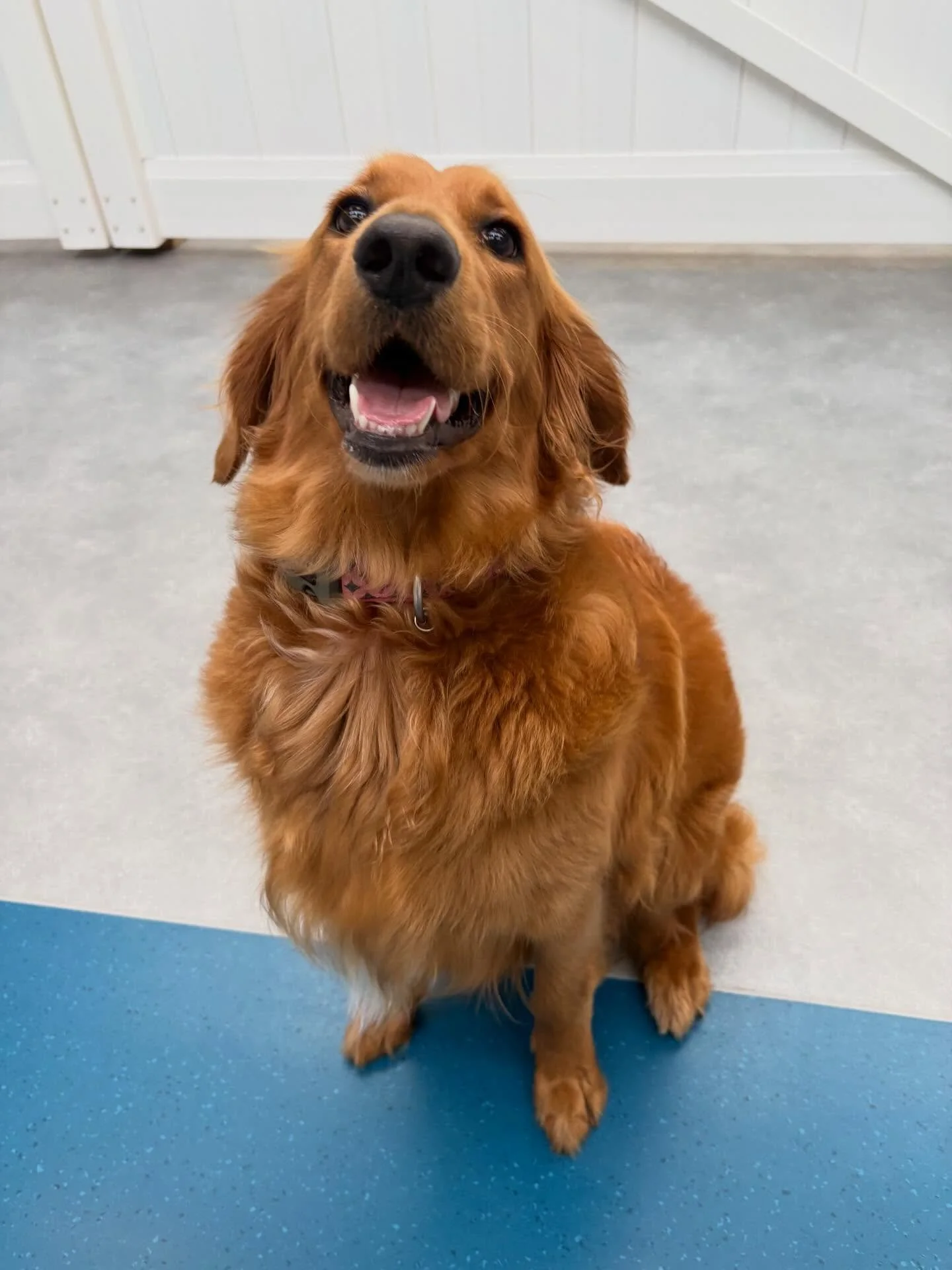 ✨I N T R O D U C I N G ✨

💚 MABEL BUTTERCUP 💚

This confident girl made quite the entrance to our Monday group, strutting in like she&rsquo;s always been part of the pack! Super playful and a complete sweetheart! She&rsquo;s already best friends wi