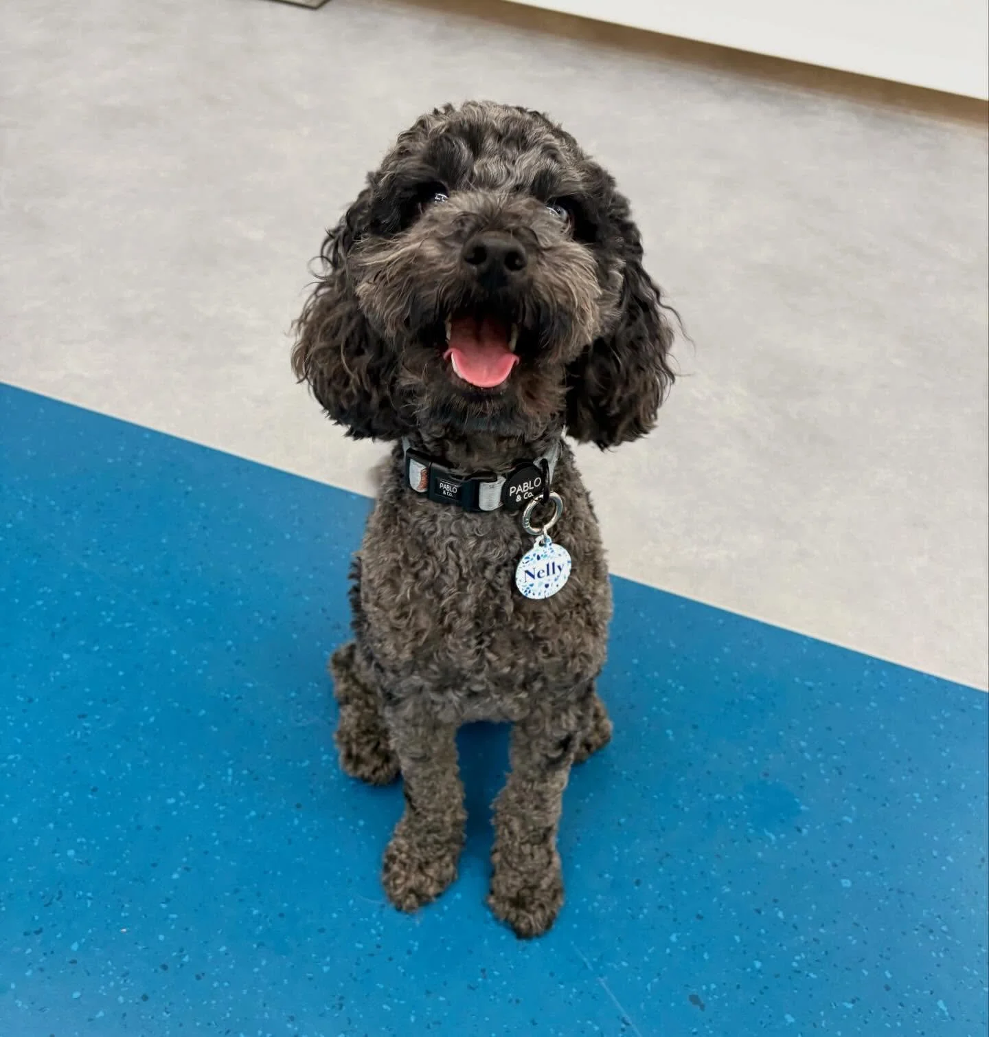✨I N T R O D U C I N G ✨

💚 NELLY 💚

Joining our Tuesday crew and bringing all the good vibes is Nelly! Super sweet, settling in beautifully and already hanging out with besties Louis &amp; Daisy 🐶💕

Welcome Nelly! 🐾