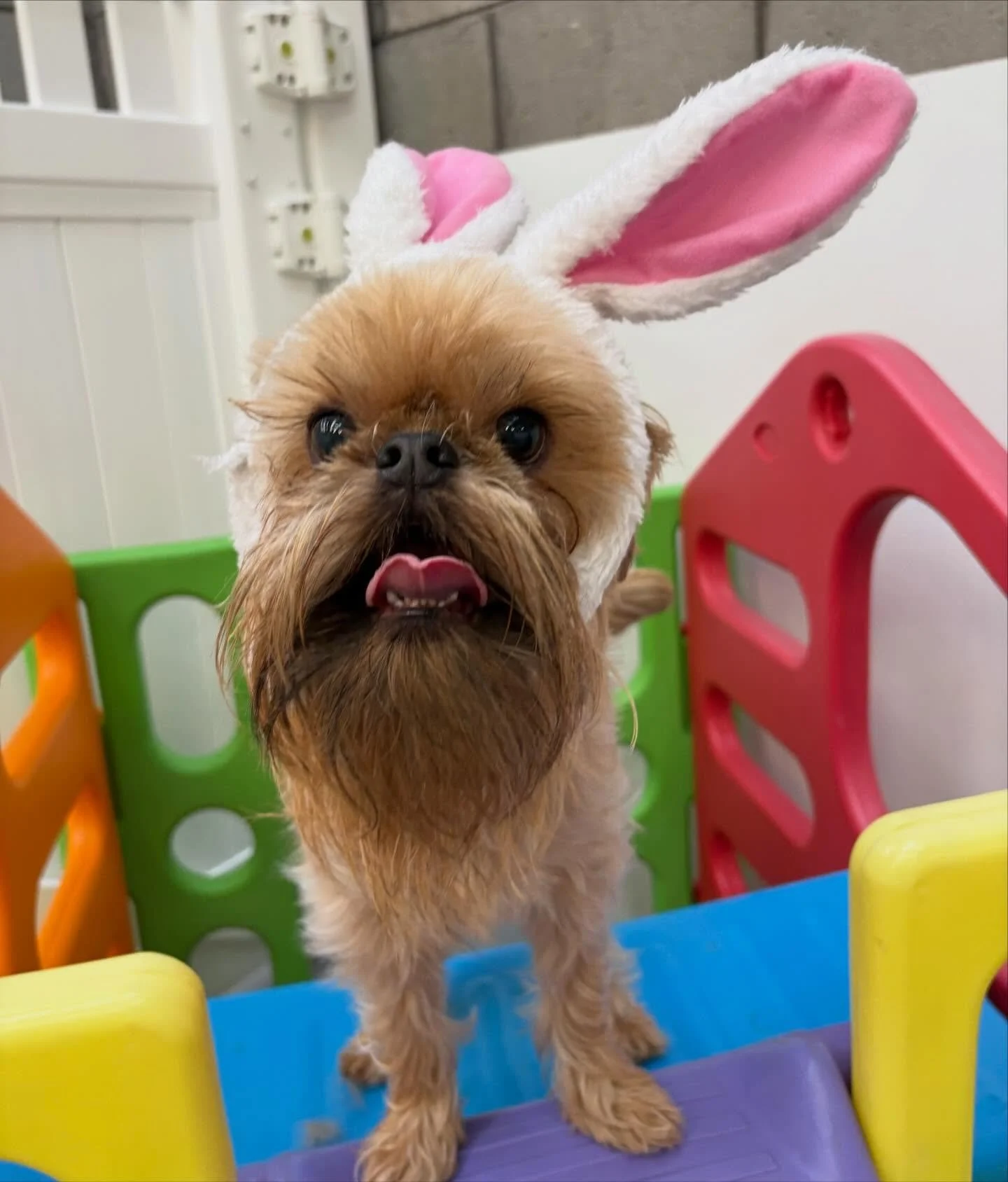 Some of our Monday crew hopping into the Easter break 🐣🐾

@coco_bordoodle 
@hakudafloffy 
@maxie_the_sausage