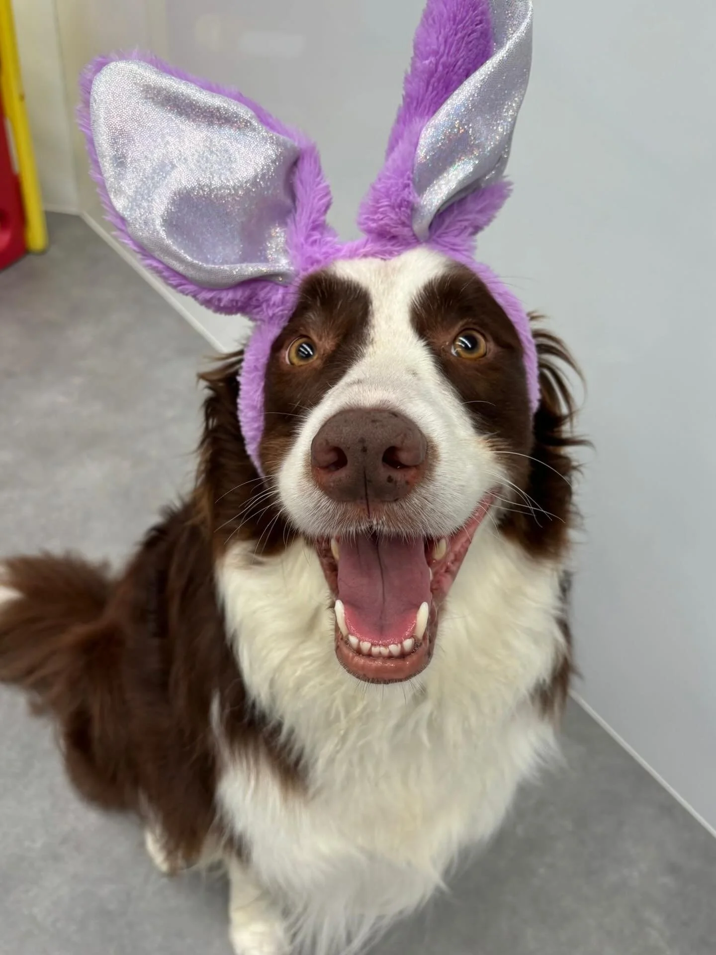 Easter fun with our Tuesday crew 🐣🐶🐾

@hellogeorgebear