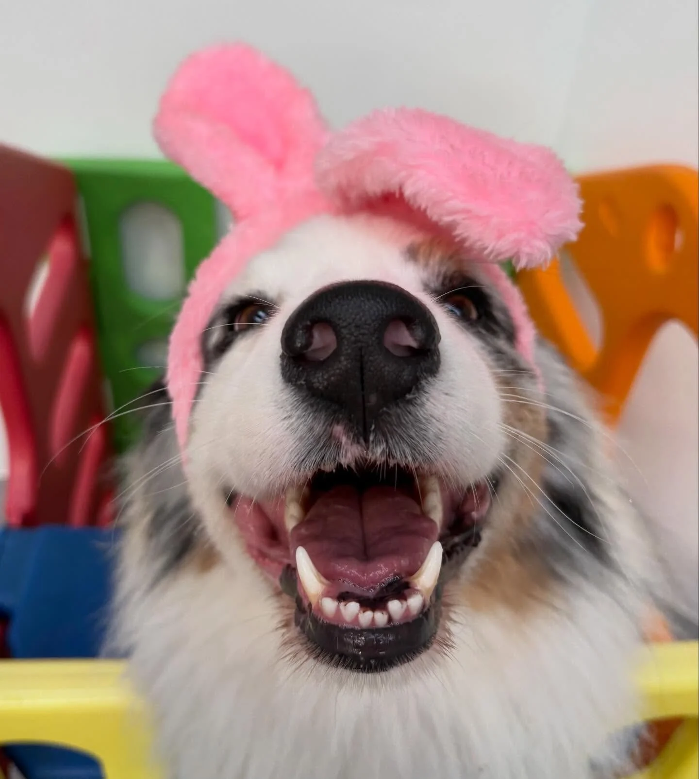 Wednesday crew understood the assignment 🐣🐾