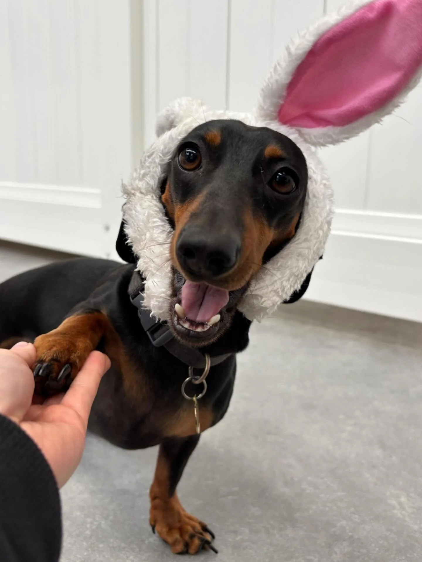 Thursday crew are egg-stra cute and ready for treats 🐇🐾❤️ 

@poirot_dachshund_melbourne 
@leo.thegoldie2024 
@miss.maple.the.golden 
@lexi.theminispoodle 
@bambitheblueroan