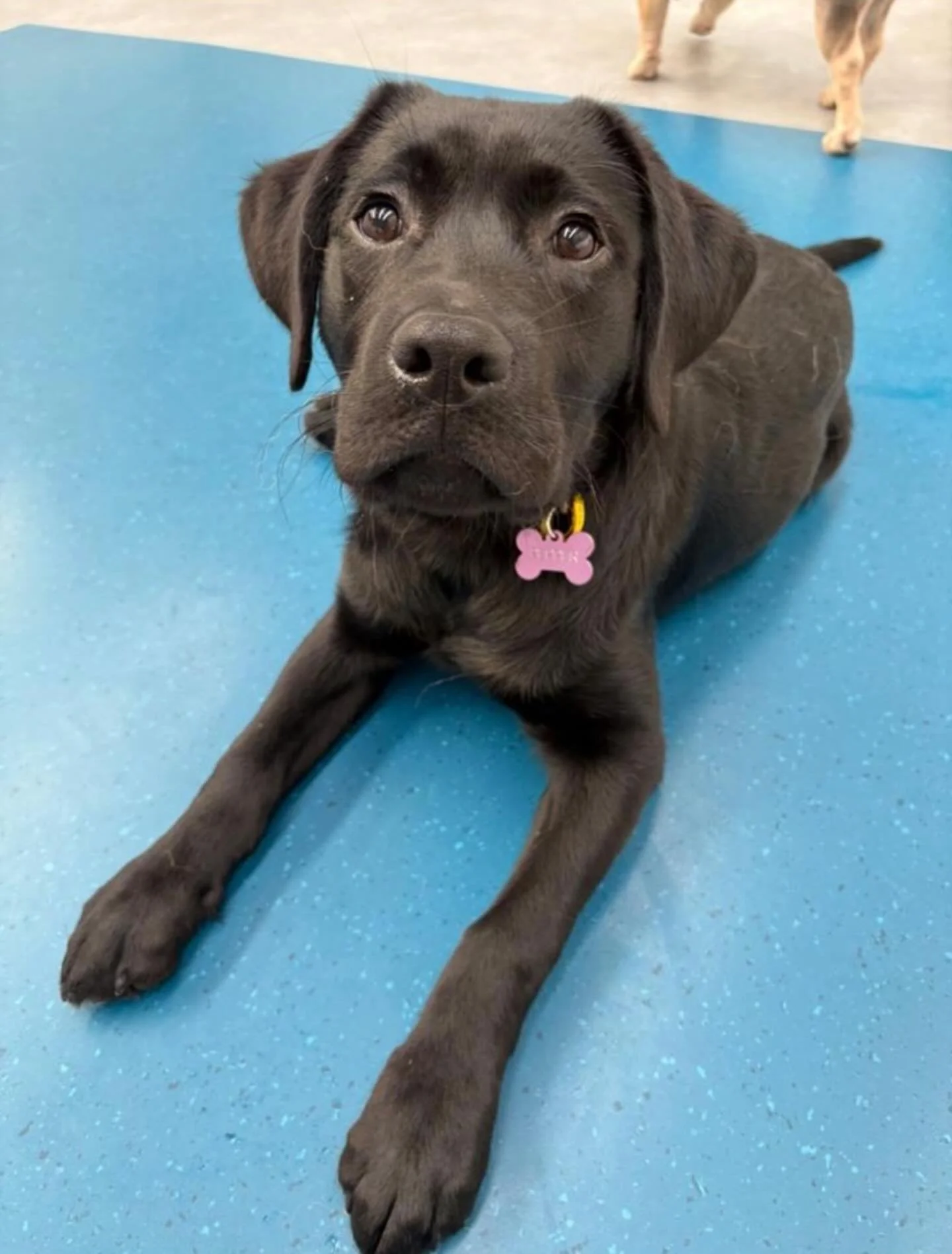 ✨I N T R O D U C I N G ✨

💚 PEPPER 💚

This gorgeous bundle of energy is Pepper! This week she had a blast joining both our Tuesday and Thursday crews! She has fit in perfectly, and has already made great friends with Ralph, Axel, Maple and Bambi! W