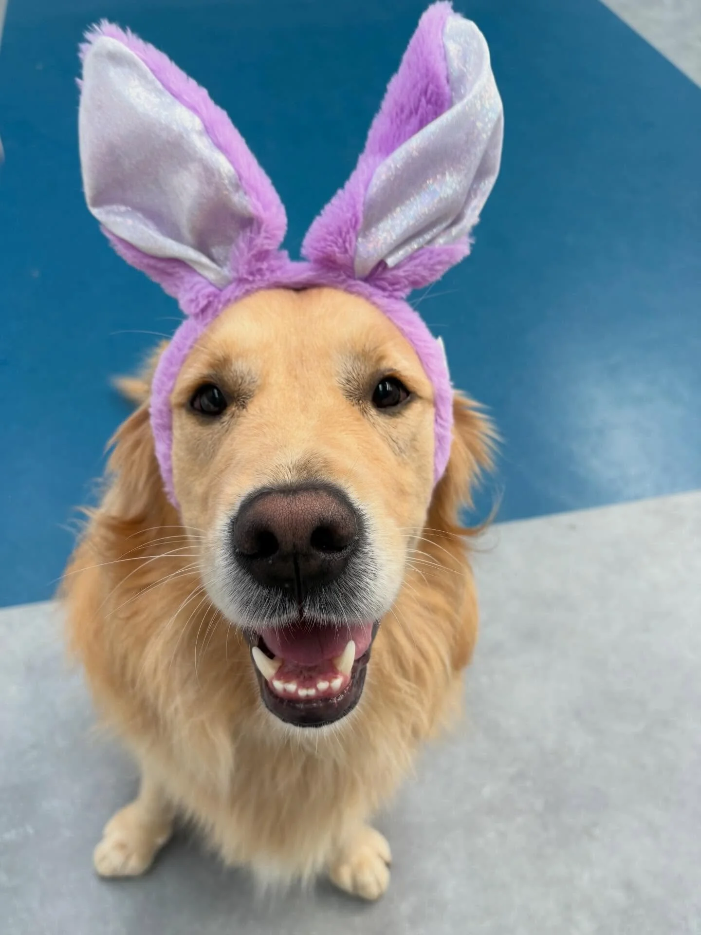 They may have the day off but the Friday crew were Easter ready early 🐾🐇💕 

Have a hoppy Easter everyone 🐣

@bentley.n.23 
@nevyn_masterofaethyr
