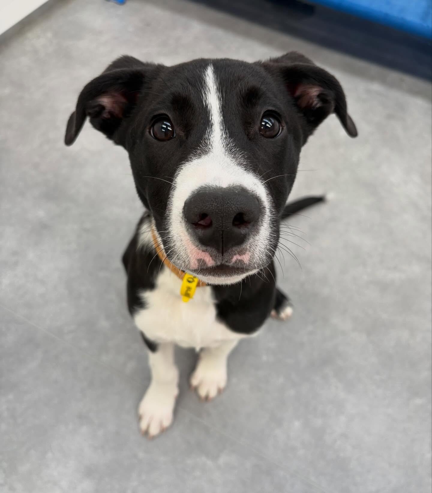 ✨I N T R O D U C I N G ✨

💚 SUSHI 💚

This gorgeous Border Collie X puppy ran her way straight into our hearts! Sushi joined our Wednesday crew last week and has already made quick friends with Rufus and Yuzu 💕 We can&rsquo;t wait to watch you grow