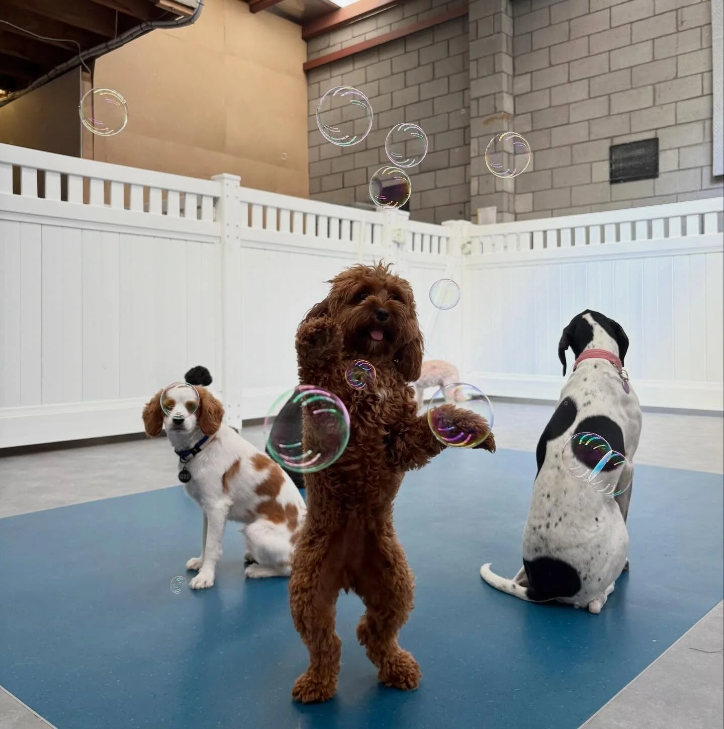 Daisy 🐾 - 1
Bubbles 🫧 - 0