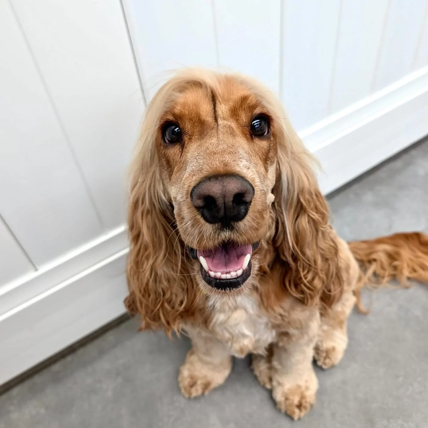 ✨I N T R O D U C I N G ✨

💚 MURPHY 💚

This sweet girl has recently joined our Tuesday crew and has made good friends with Rufus 🐶 She has been settling in nicely and building her confidence week by week.

Welcome Murphy! 🐾