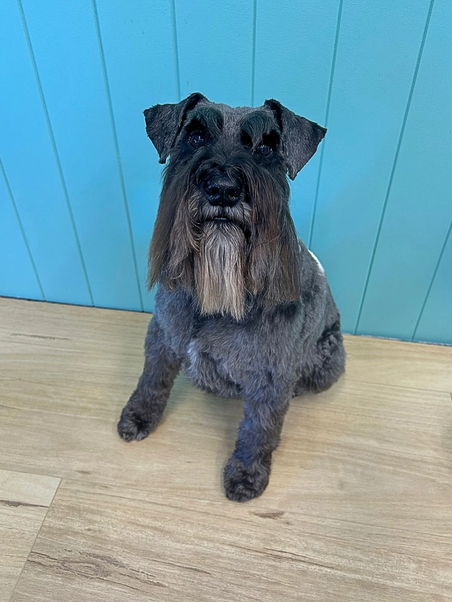 Pippi 💜

✂️ Groom by Tash