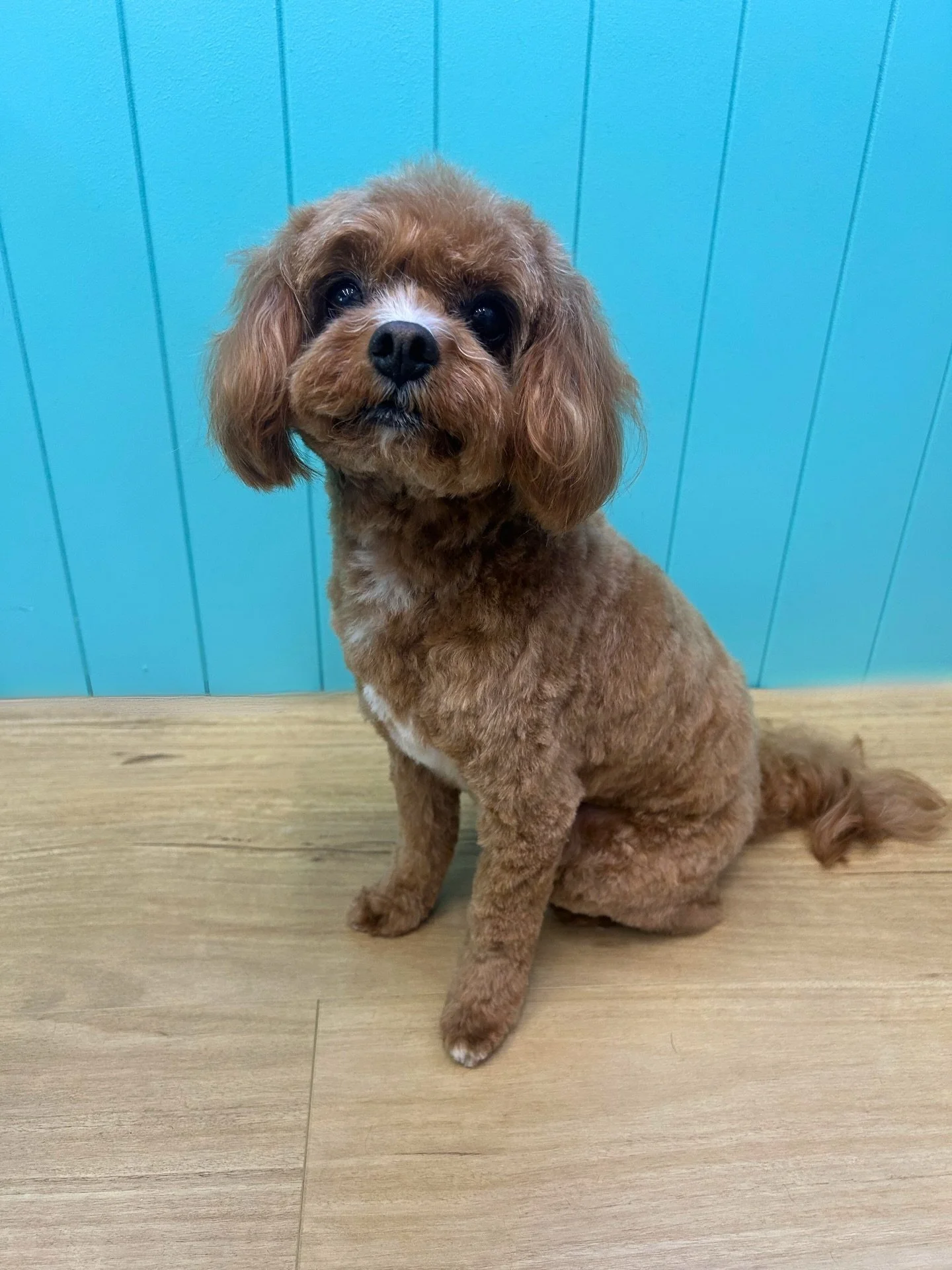 Poppy 💕

✂️ Groom by Aedie