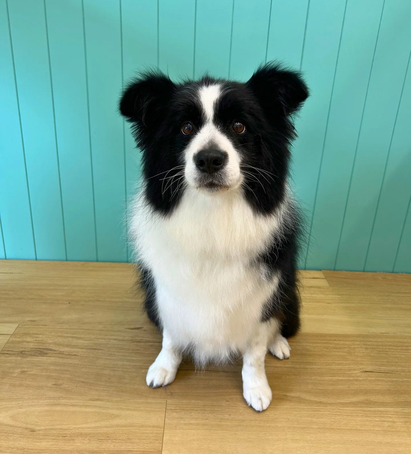 Lottie 💕

✂️ Groom by Aedie