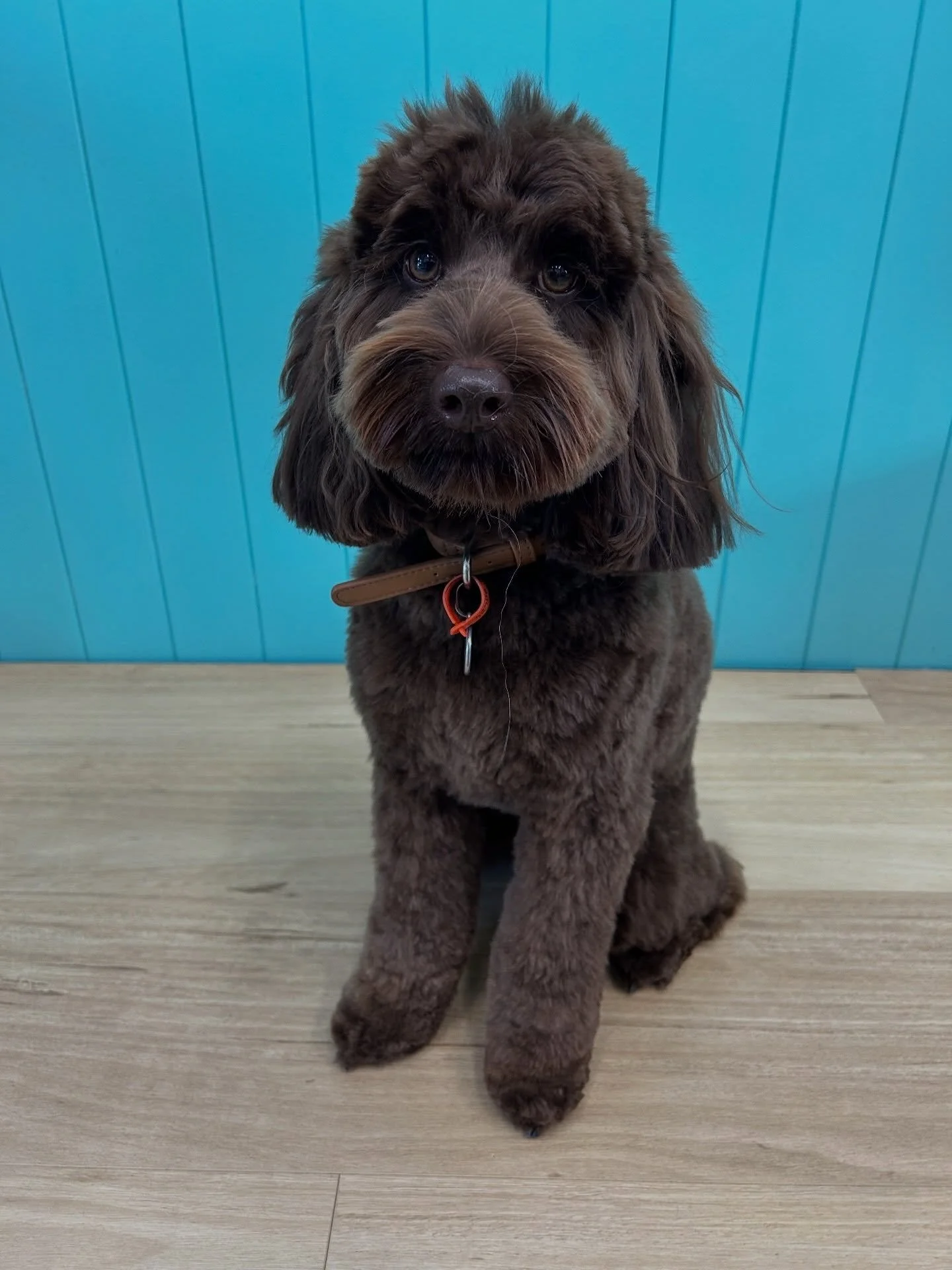 Bill 💙

✂️ Groom by Tahlia