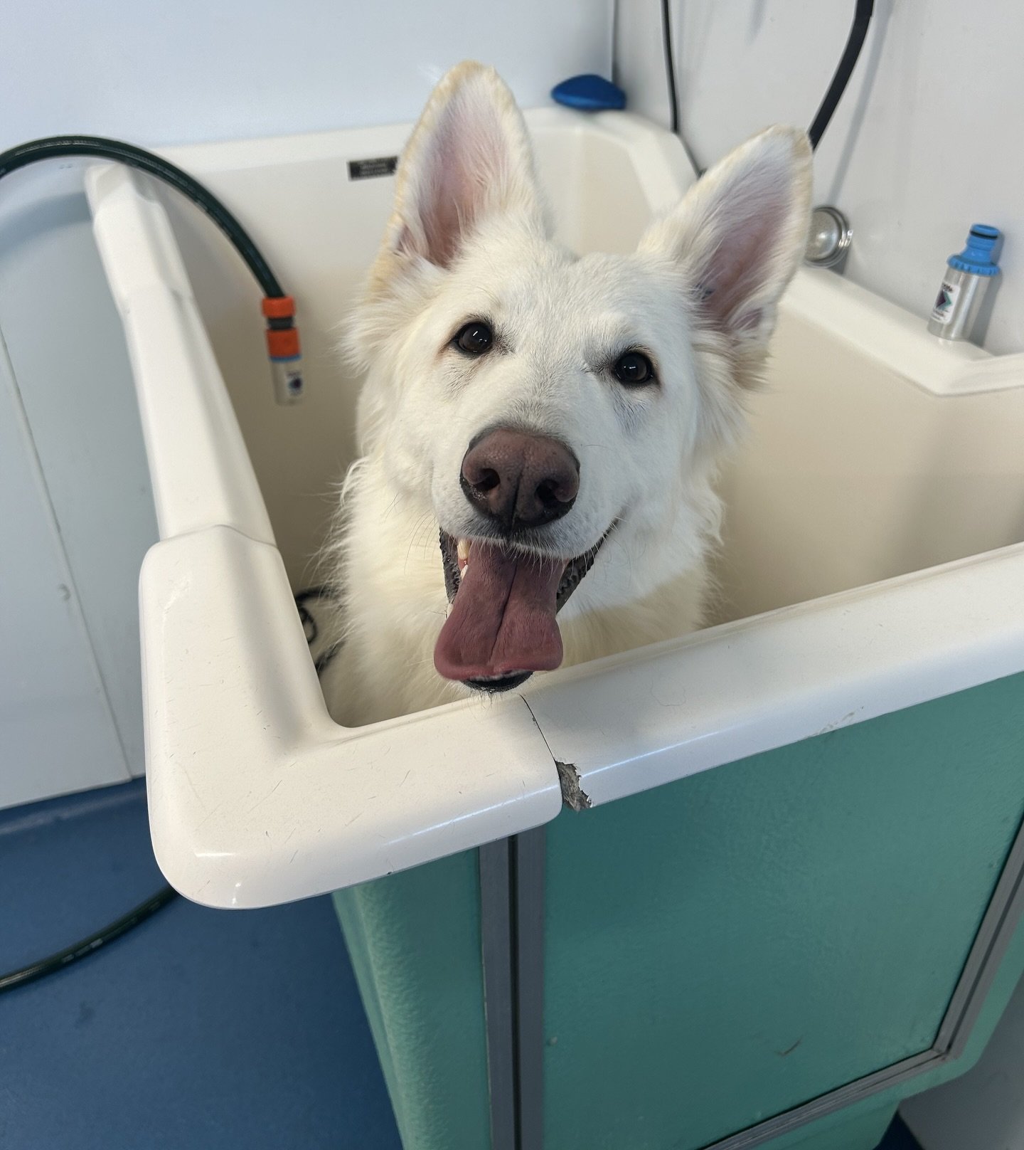 Poppi is ready for her bath 🛁

@obi_the_swiss_shepherd