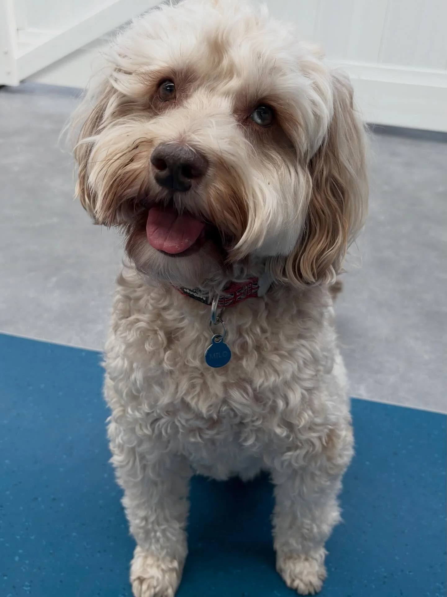 ✨I N T R O D U C I N G ✨

💚 MILO 💚

This handsome Mini Labradoodle has recently joined our Monday crew with nothing but big smiles! He&rsquo;s made quick friends with Charlie and Loki, you wouldn&rsquo;t think he&rsquo;s new to the crew! We already