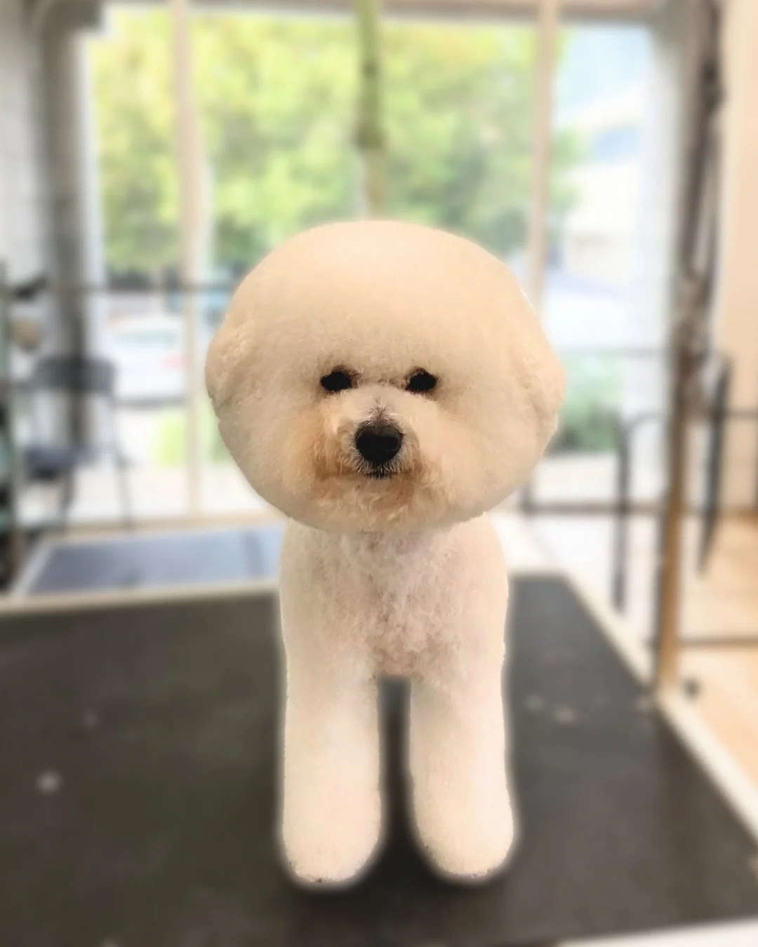 Ouzo 💚

✂️ Groom by Tash