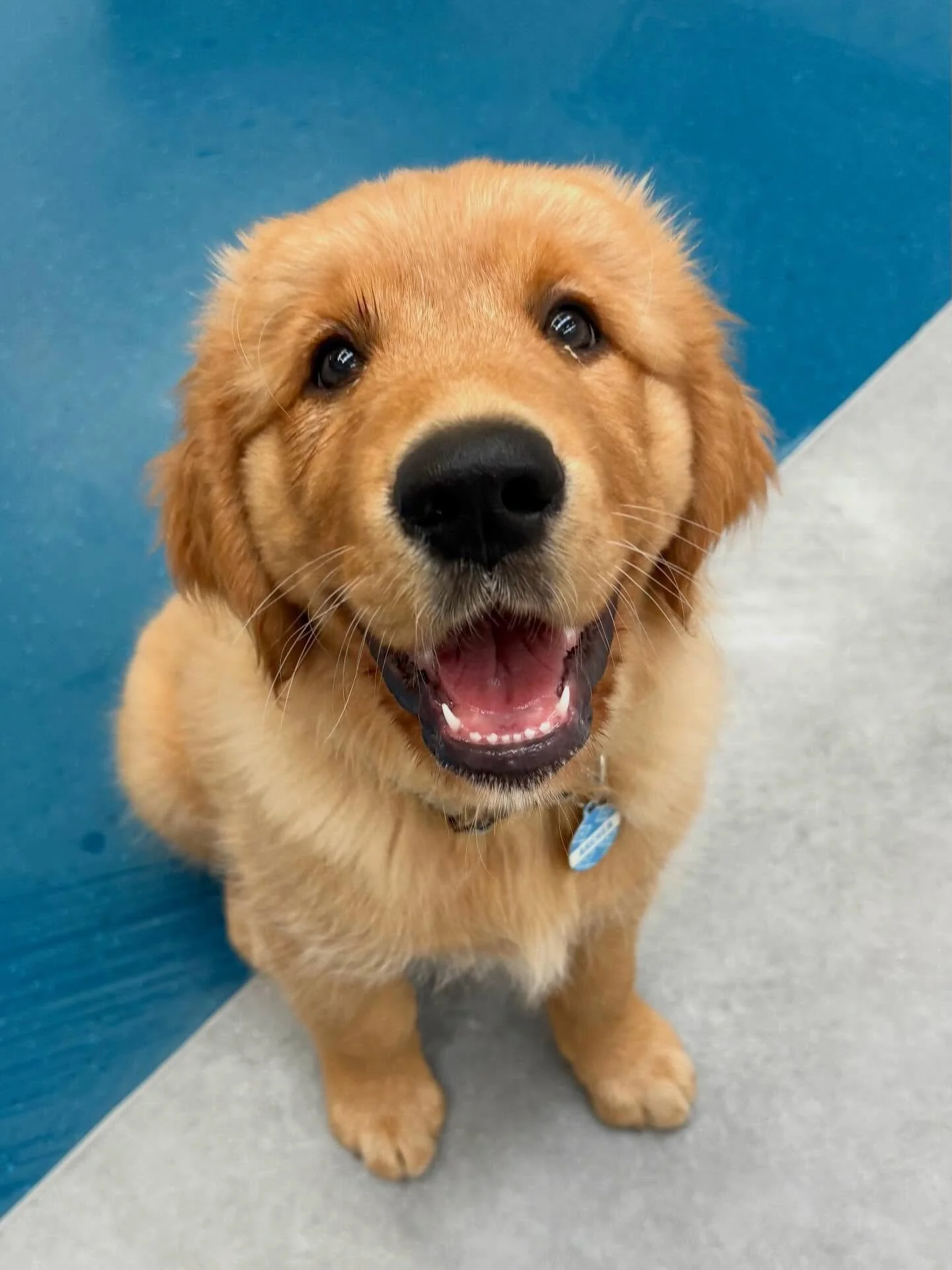 ✨I N T R O D U C I N G ✨

💚 ARCHER 💚

This bundle of golden joy has recently joined our Monday group. Making immediate friends with Maisie, Mabel and Pepper you wouldn&rsquo;t think he&rsquo;s the new kid on the block! We can&rsquo;t wait to watch 