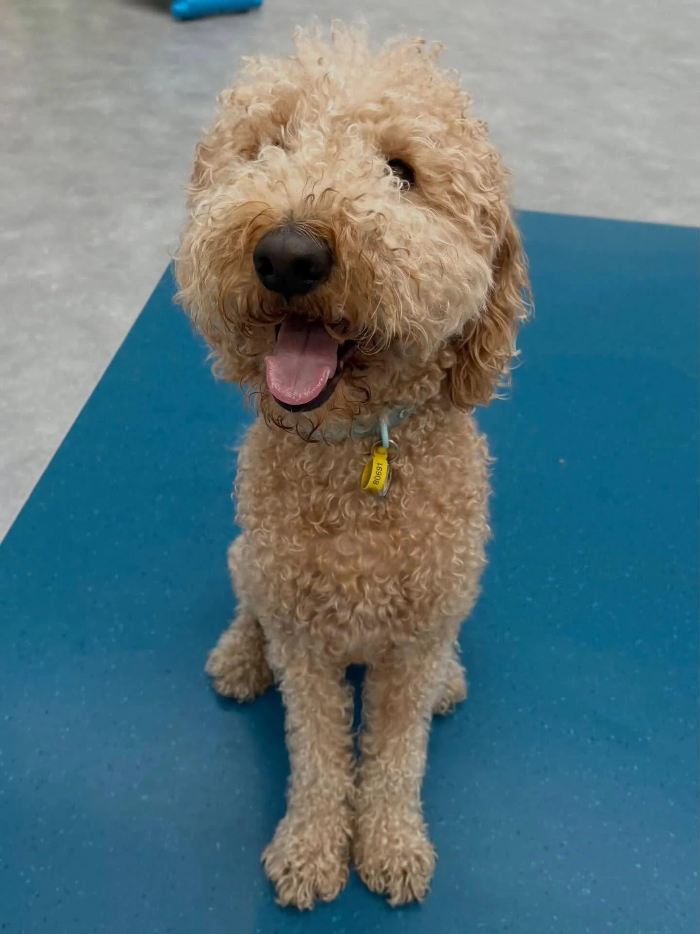 ✨I N T R O D U C I N G ✨

💚 TEDDY 💚

This handsome man leapt his way into our Tuesday group with no worries! He has made friends with Axel and George and is finding his footing in daycare super quickly 🐕

Welcome Teddy! 🐾